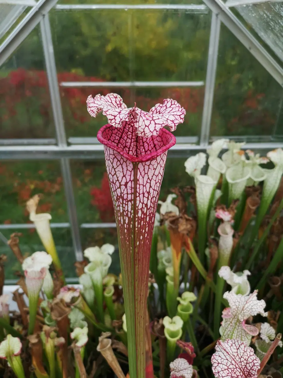 S. leucophylla "Pink spirit", pink tall 
