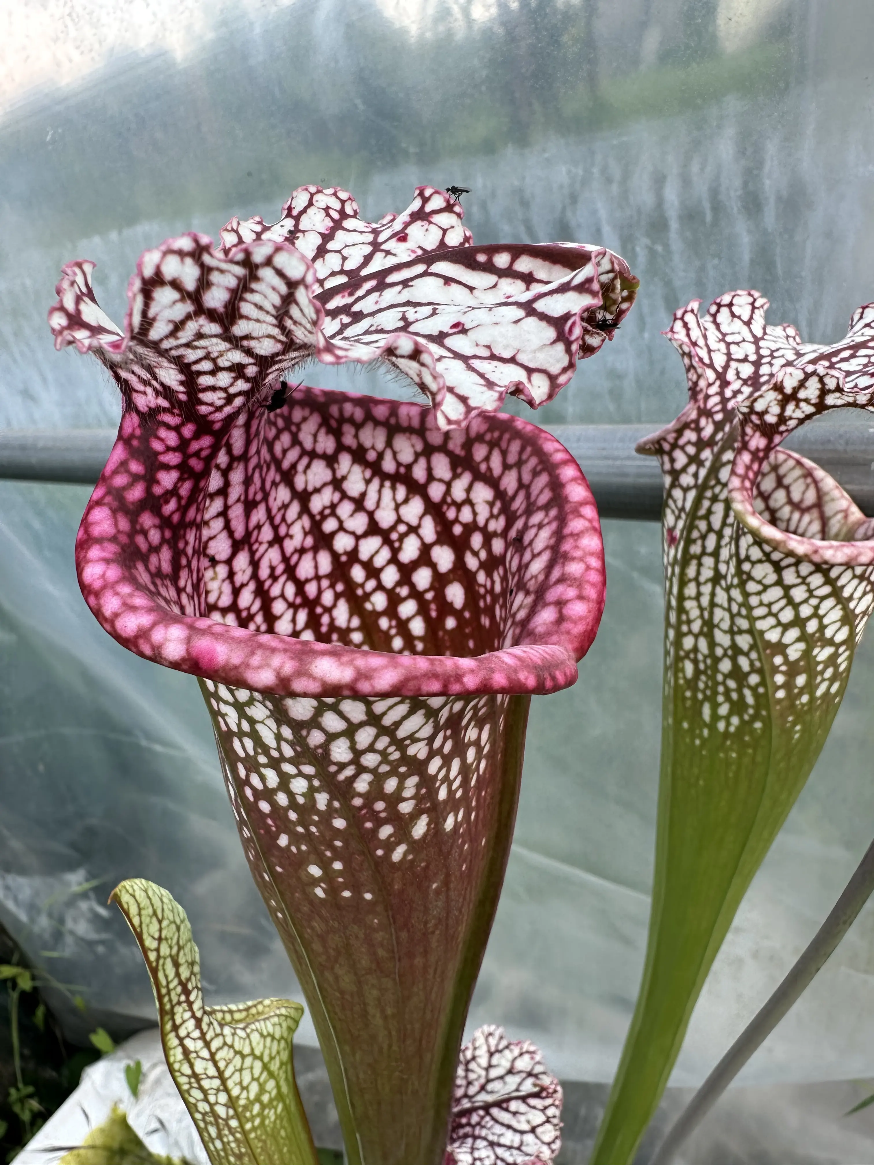 S. leucophylla "Pink spirit", pink tall 