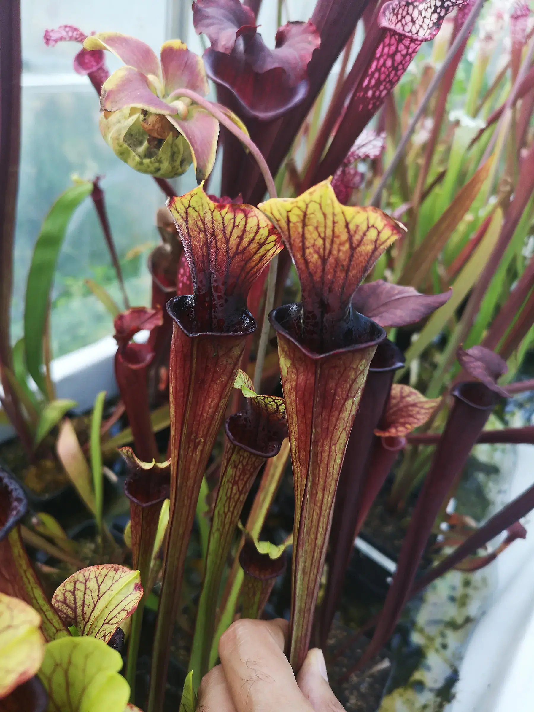 S. x "Liquorice lips"