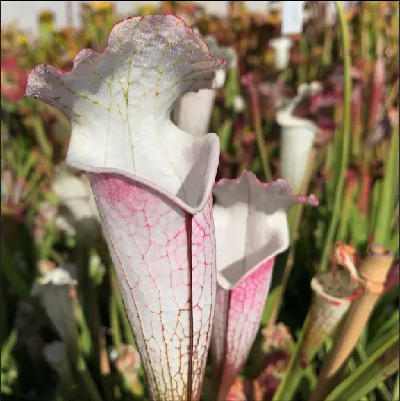 S. leucophylla var. alba 'Hurricane Creek White', selected pink