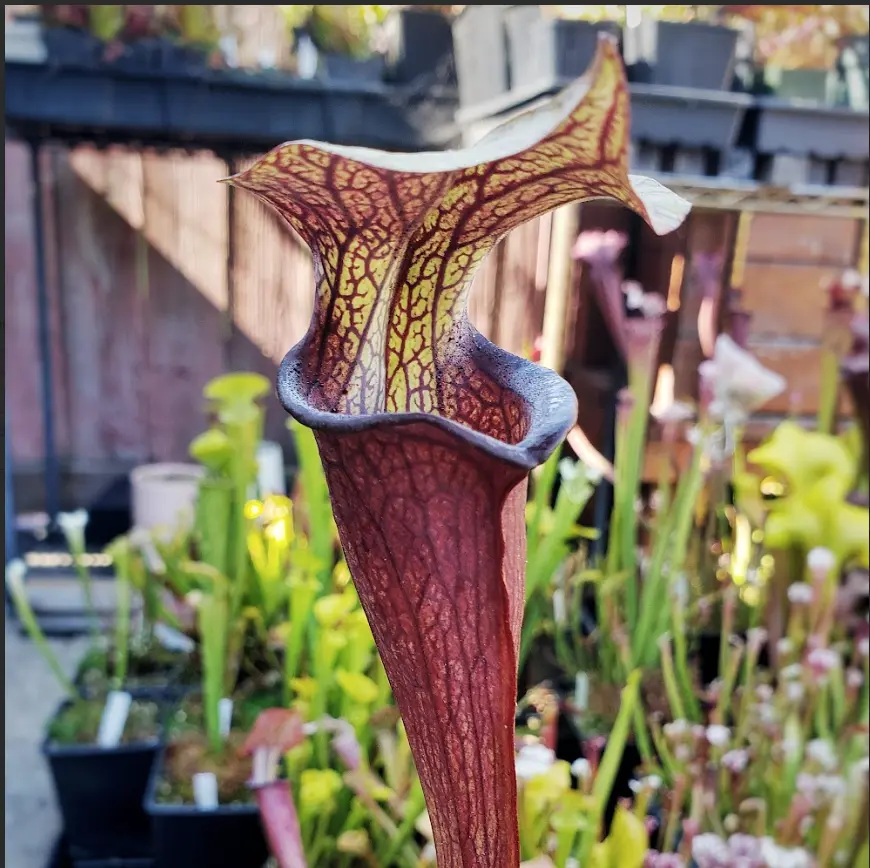 S. rubra ssp.jonesii "Black lips", clone BW2