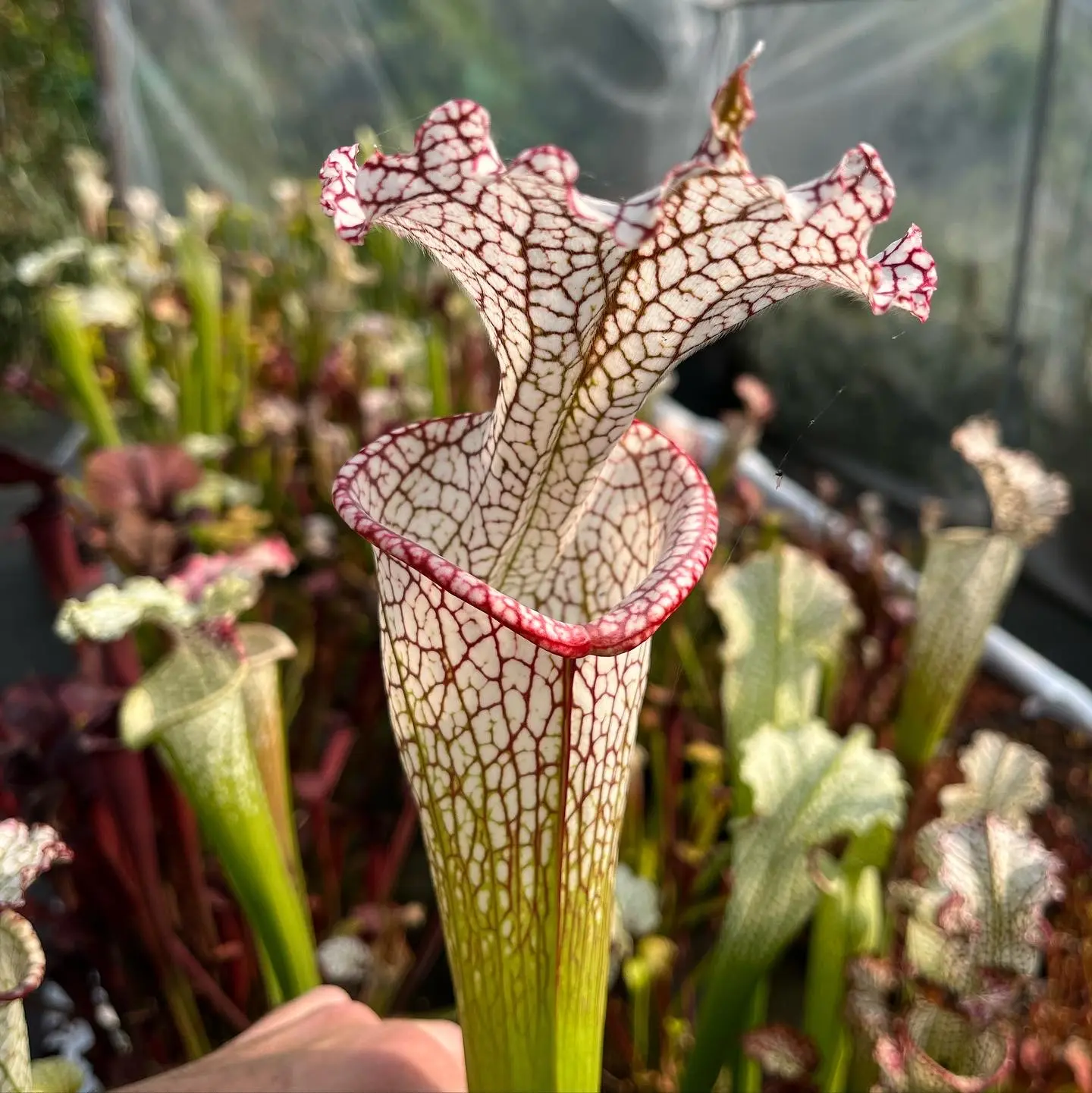 S. leucophylla, long neck, clone B