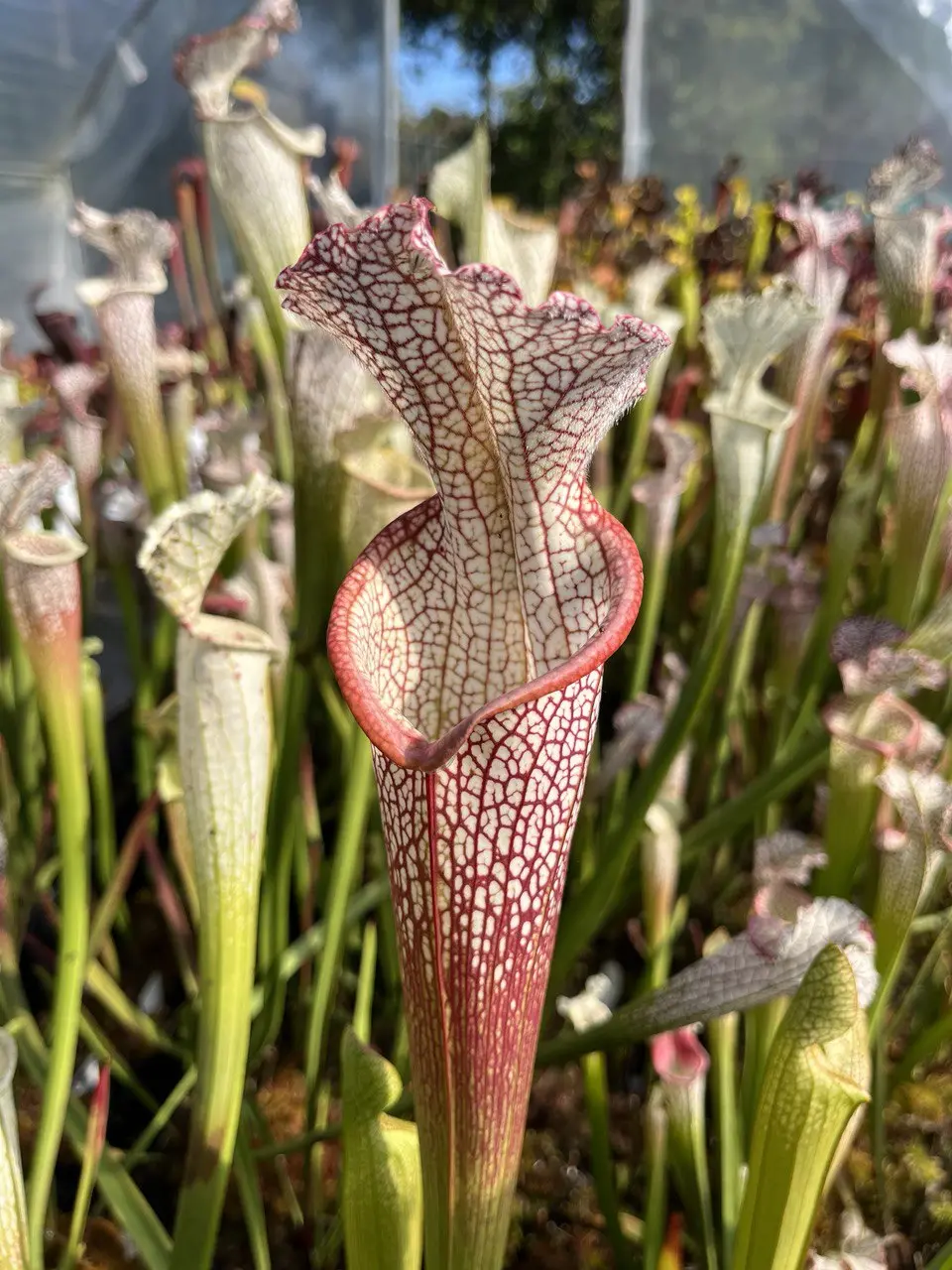 S. leucophylla, 'Wilkerson's Red Rocket'