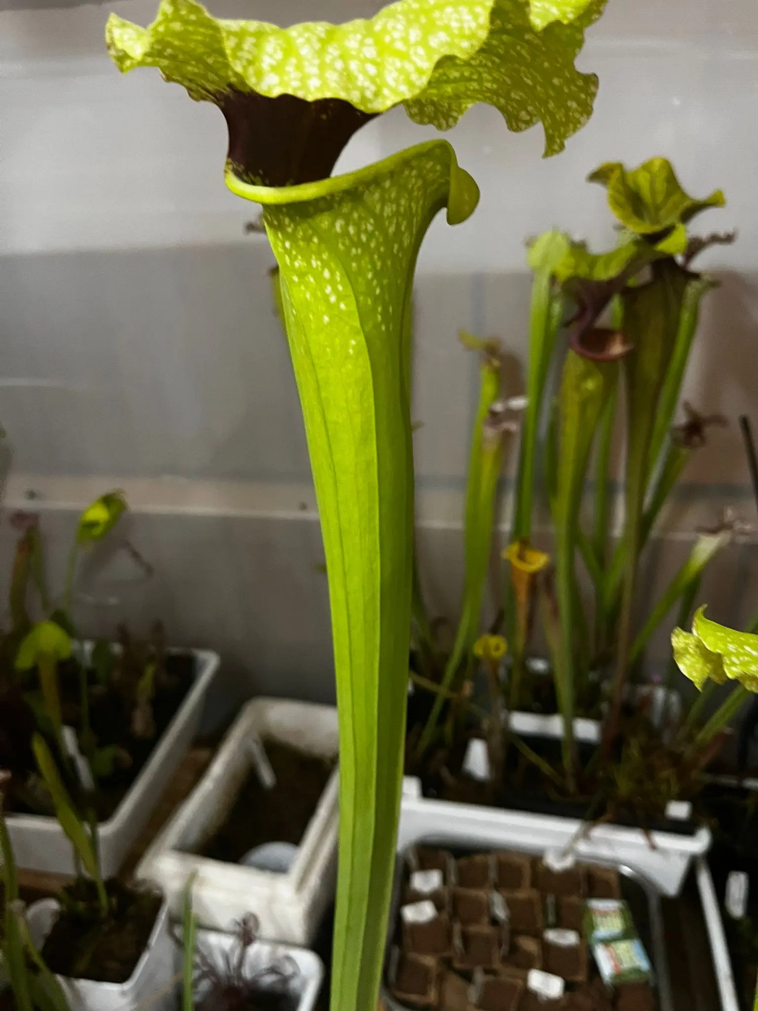 S. x (Leah Wilkerson x Juthatip Soper)