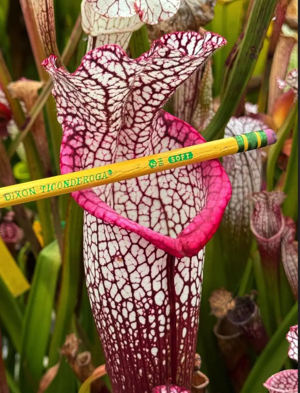 S. leucophylla "Calen’s Super"