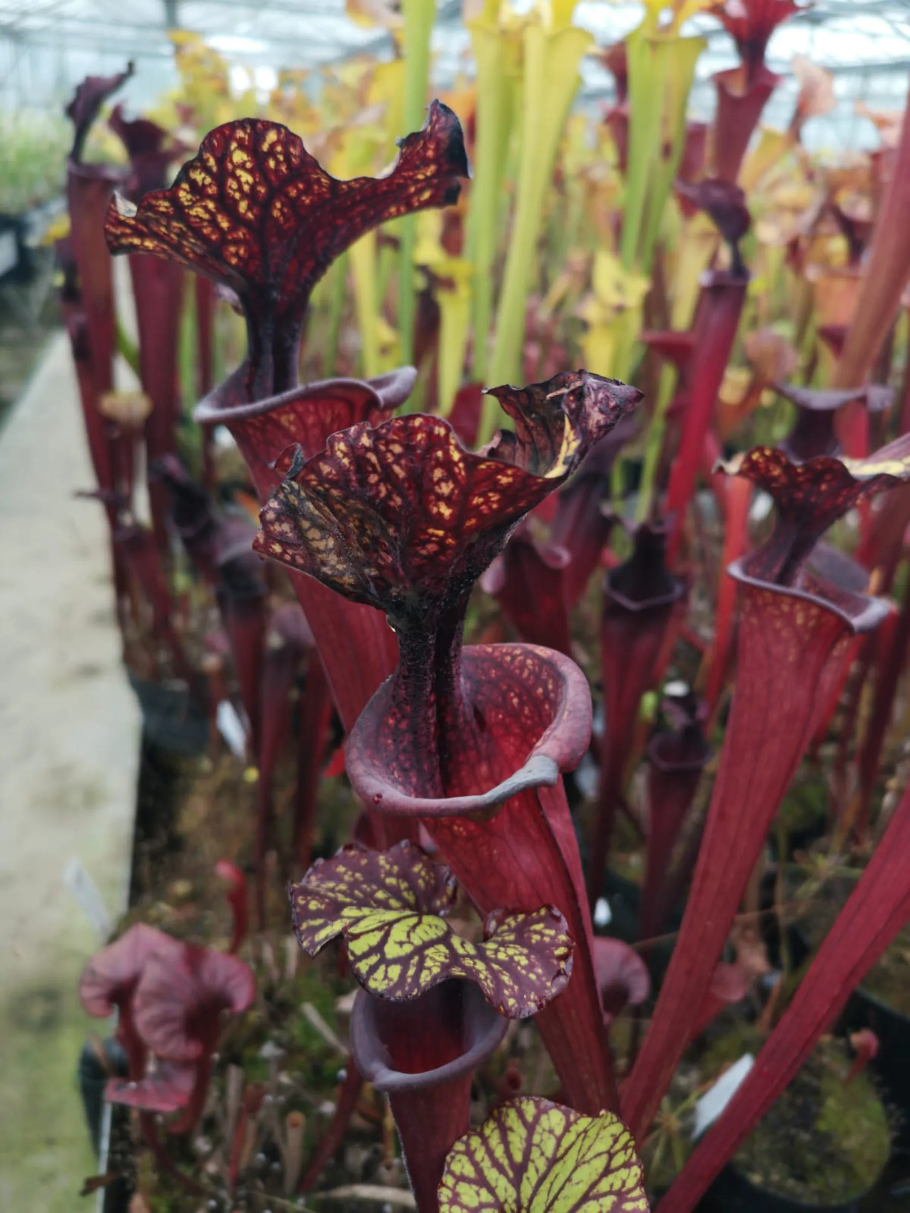 S. moorei, really nice yellow red markings, superb