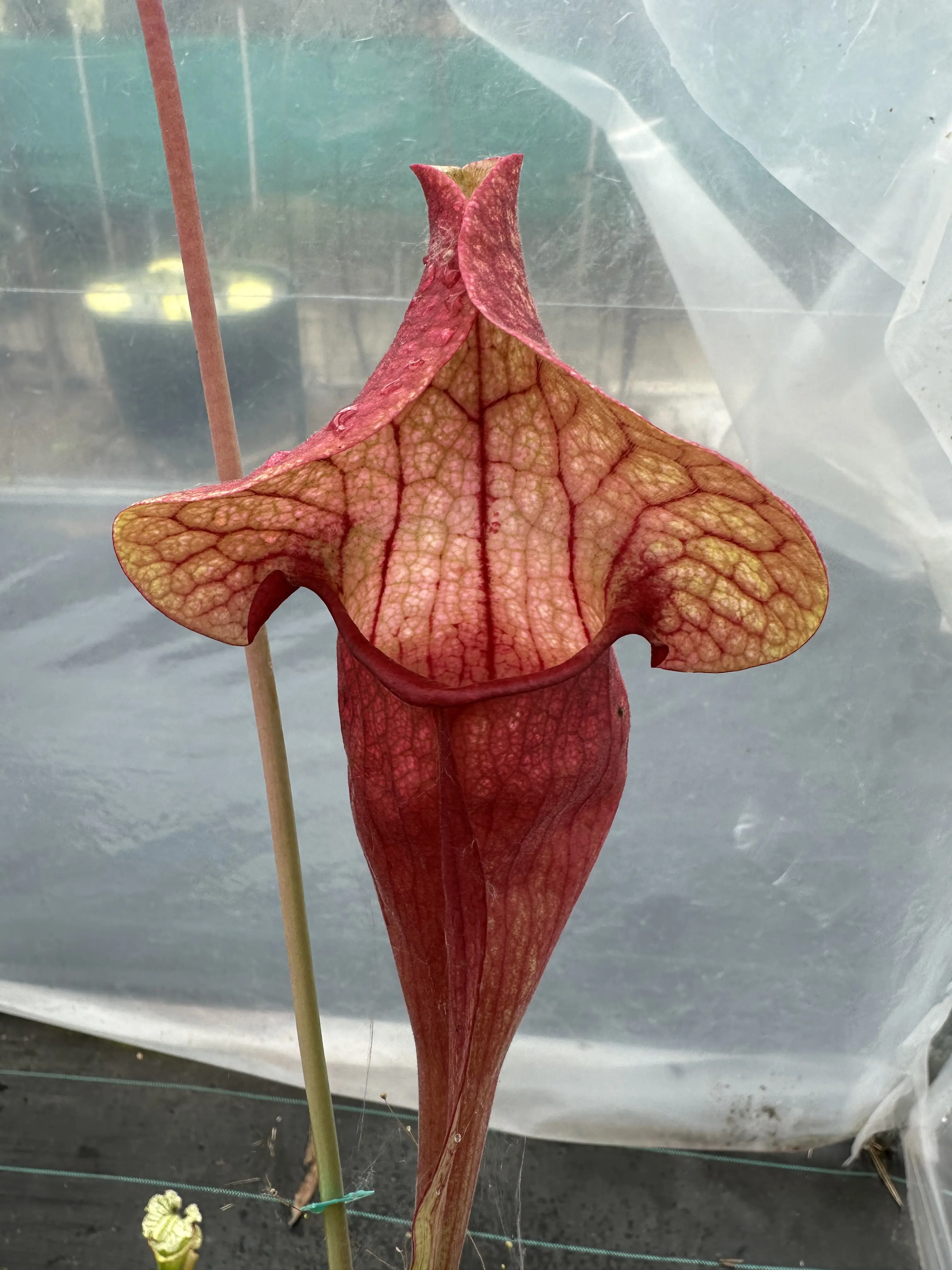 S. x hybrid, purpurea OP, giant