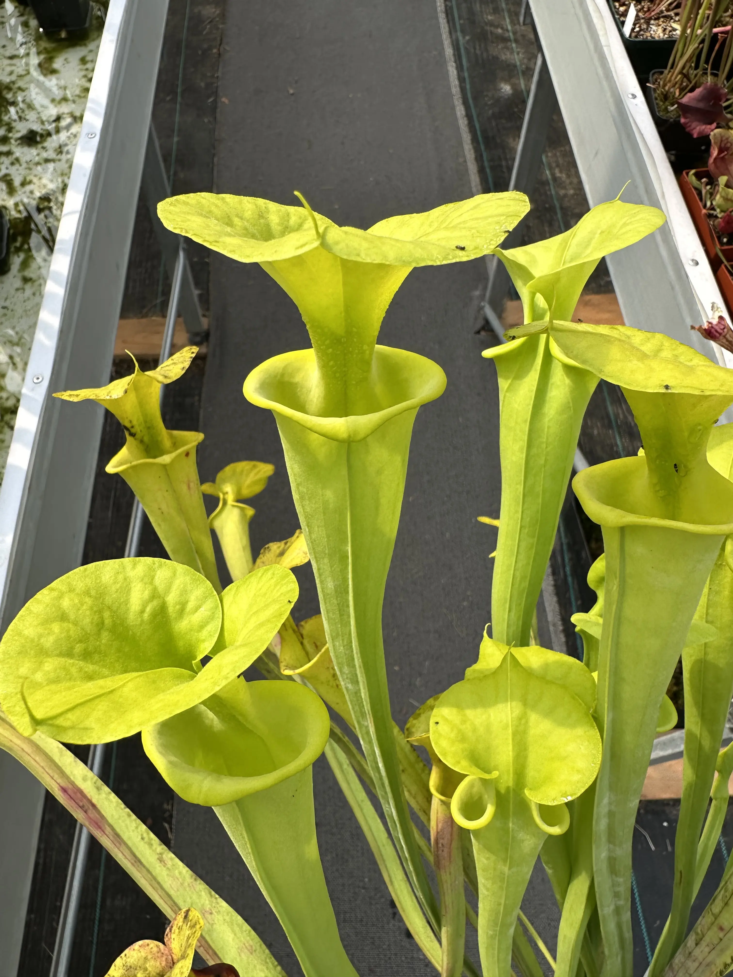 S. x (flava Manky x flava f. viridiscens, anthocyanin-free form)