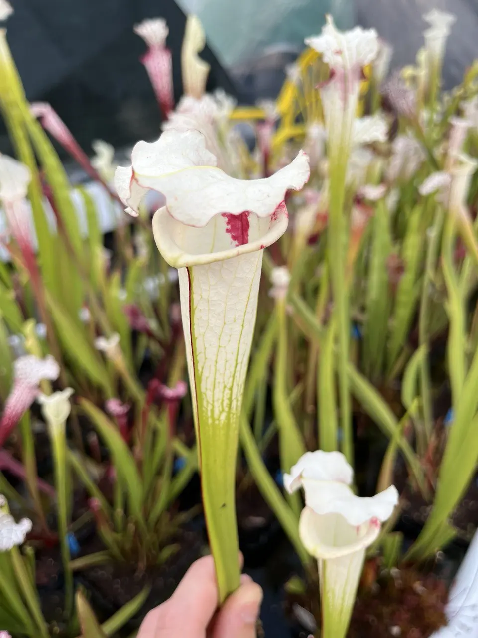 S. x moorei white and red throat