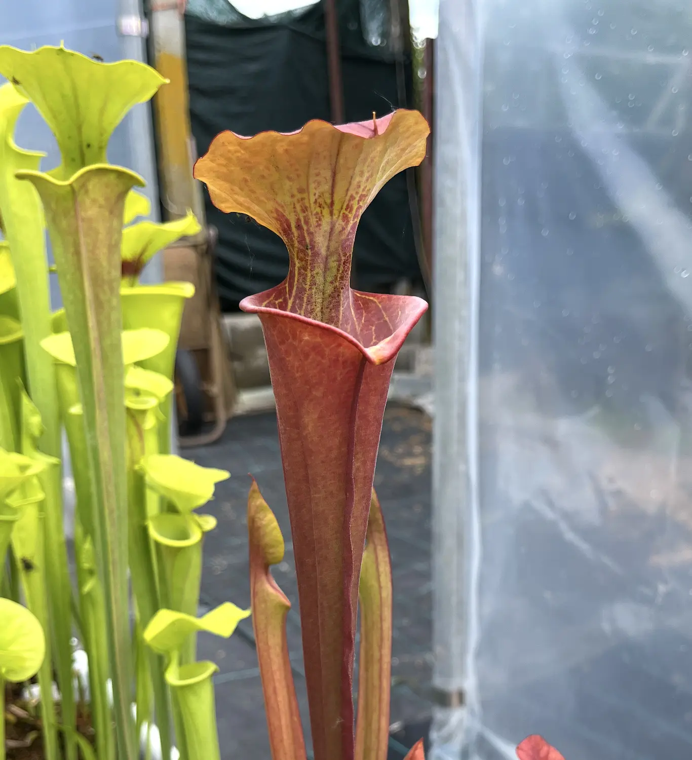 S. flava, inverse veins, dark red