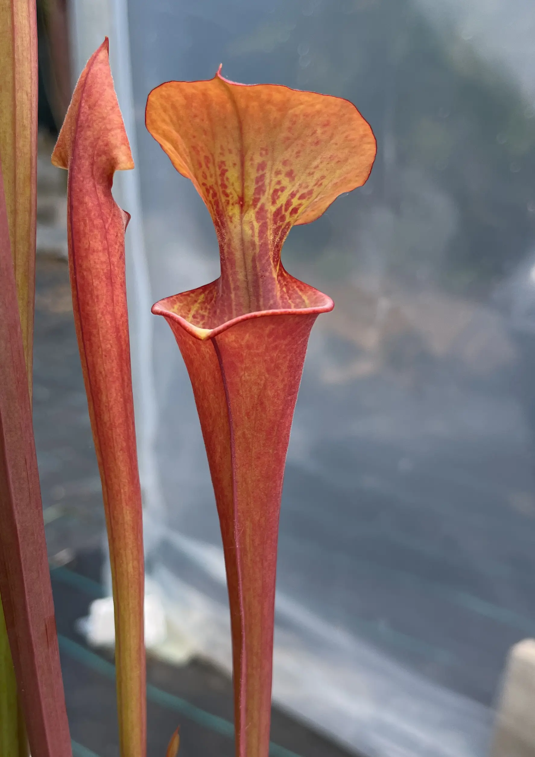 S. flava, inverse veins, dark red