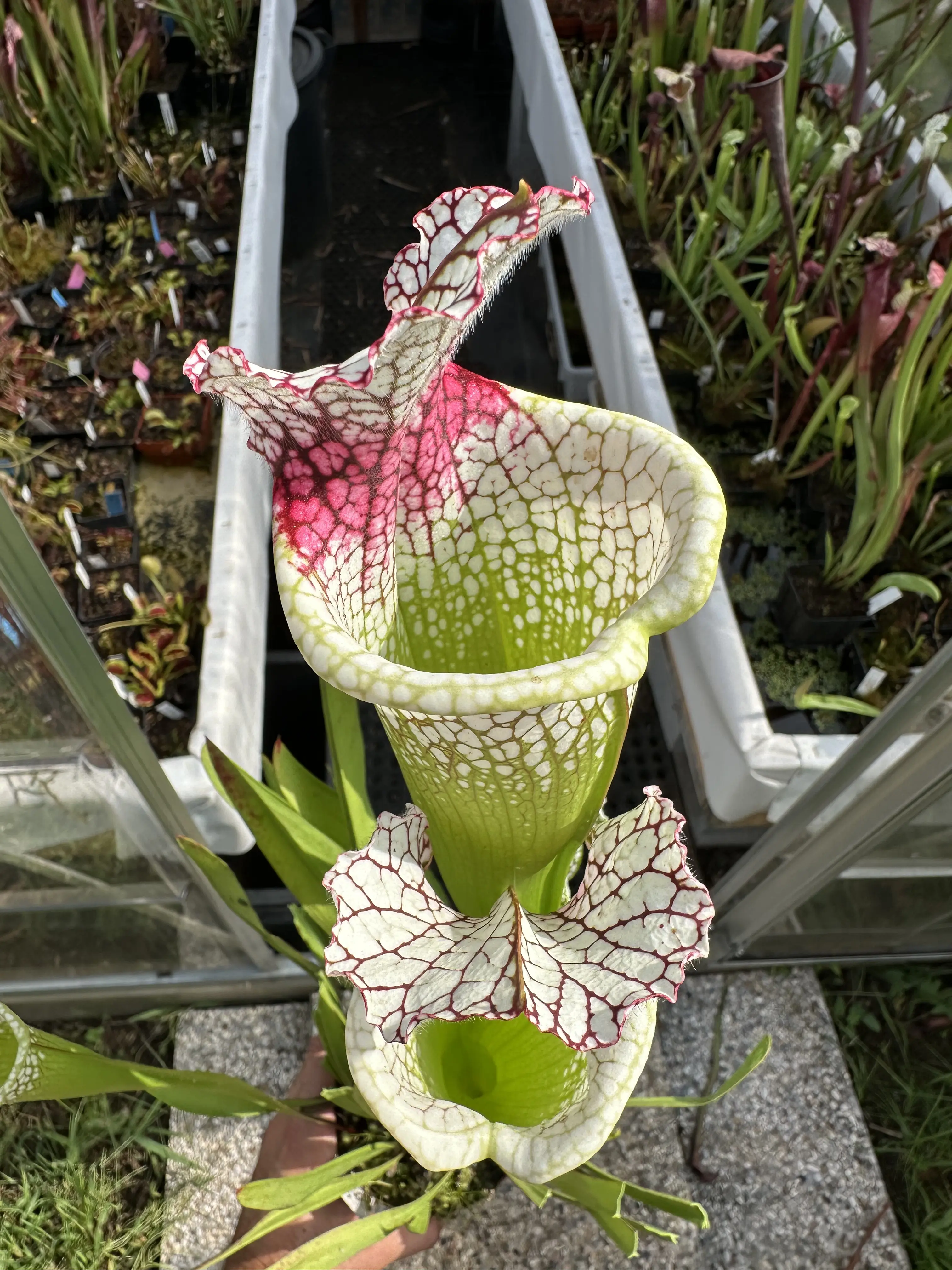 S. moorei, big and red throat 