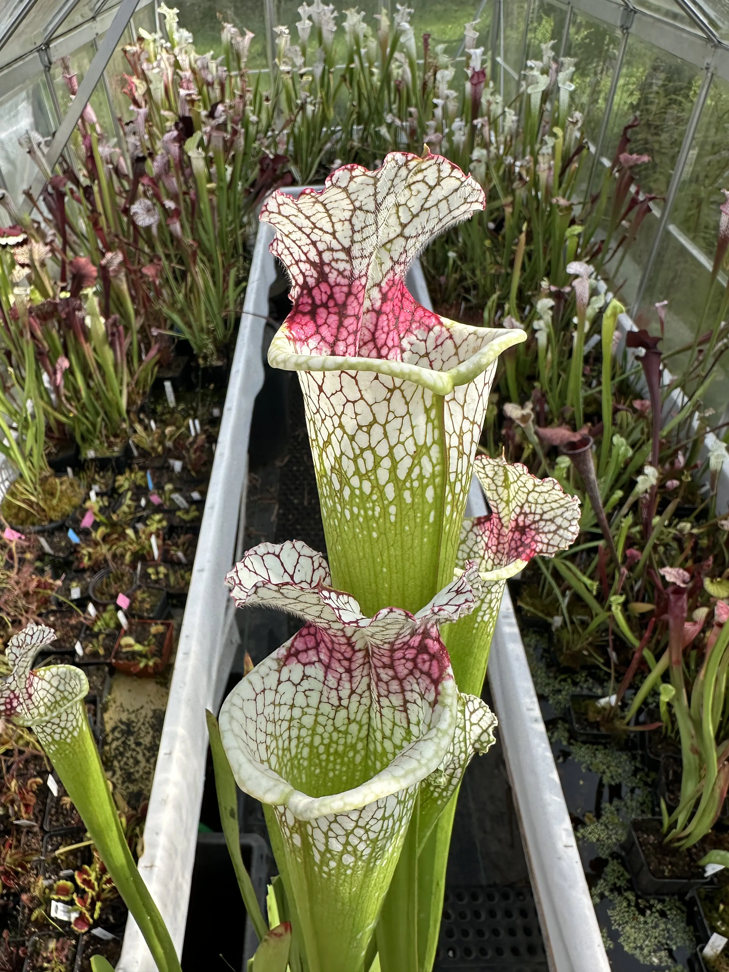 S. moorei, big and red throat 