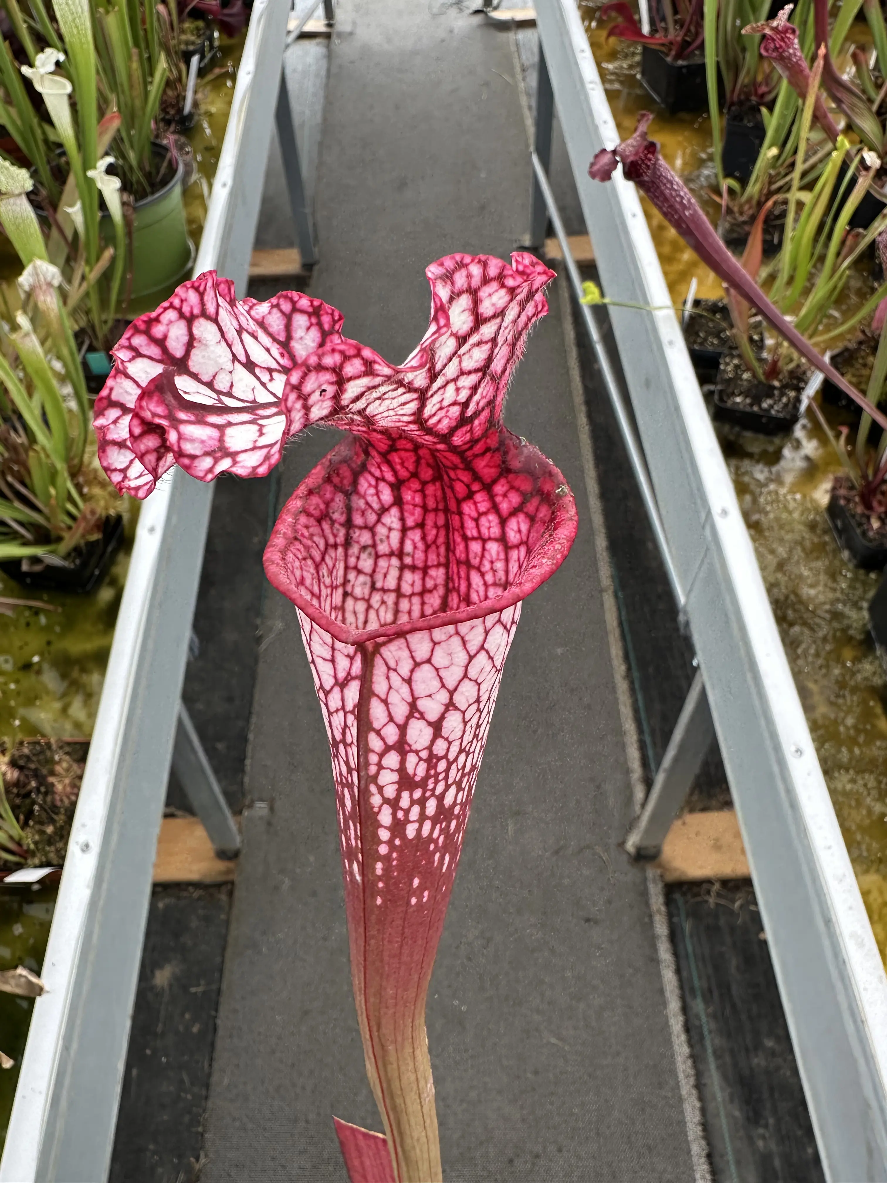 S. x "Éveil d'automne" 