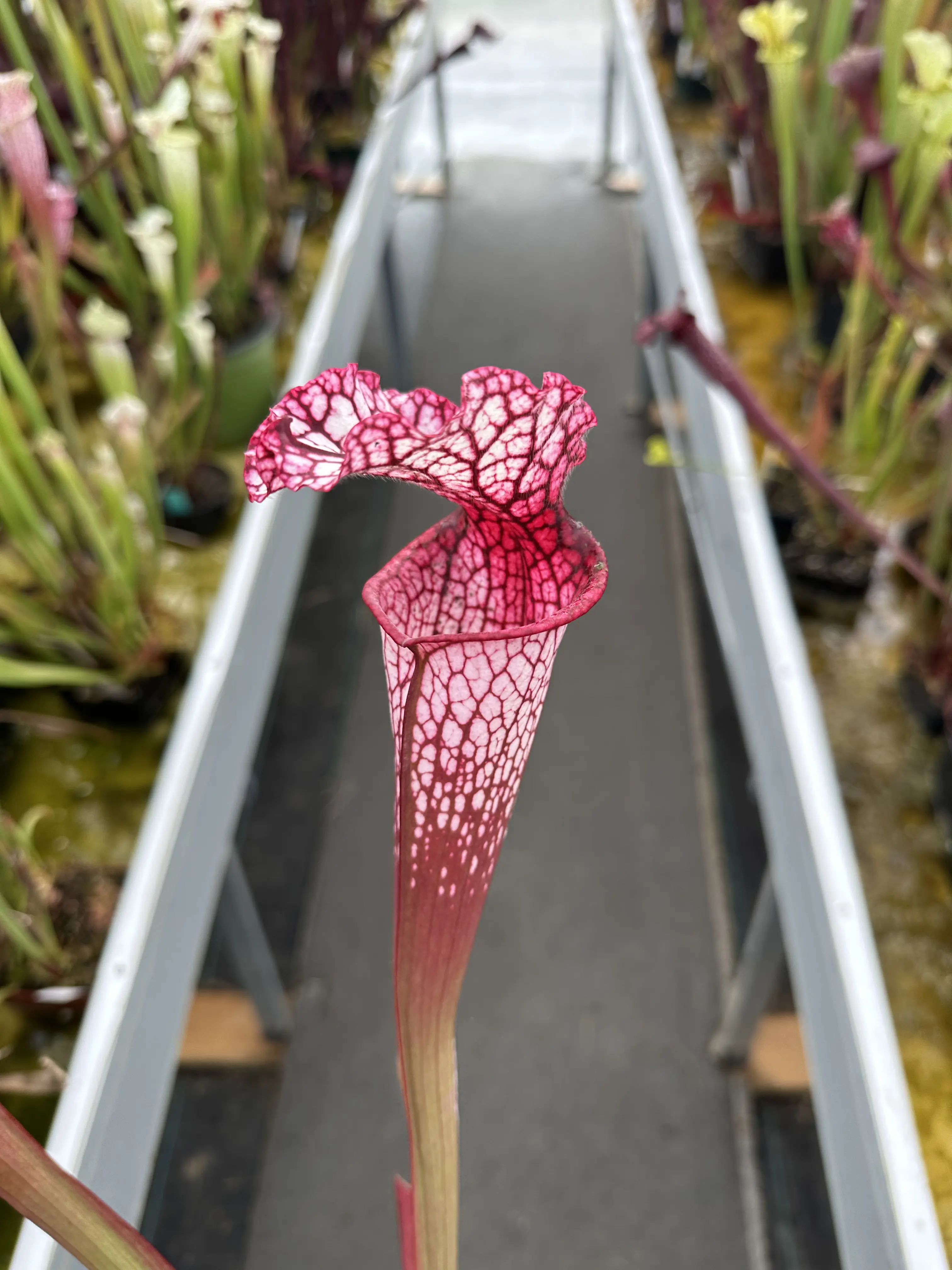 S. x "Éveil d'automne" 