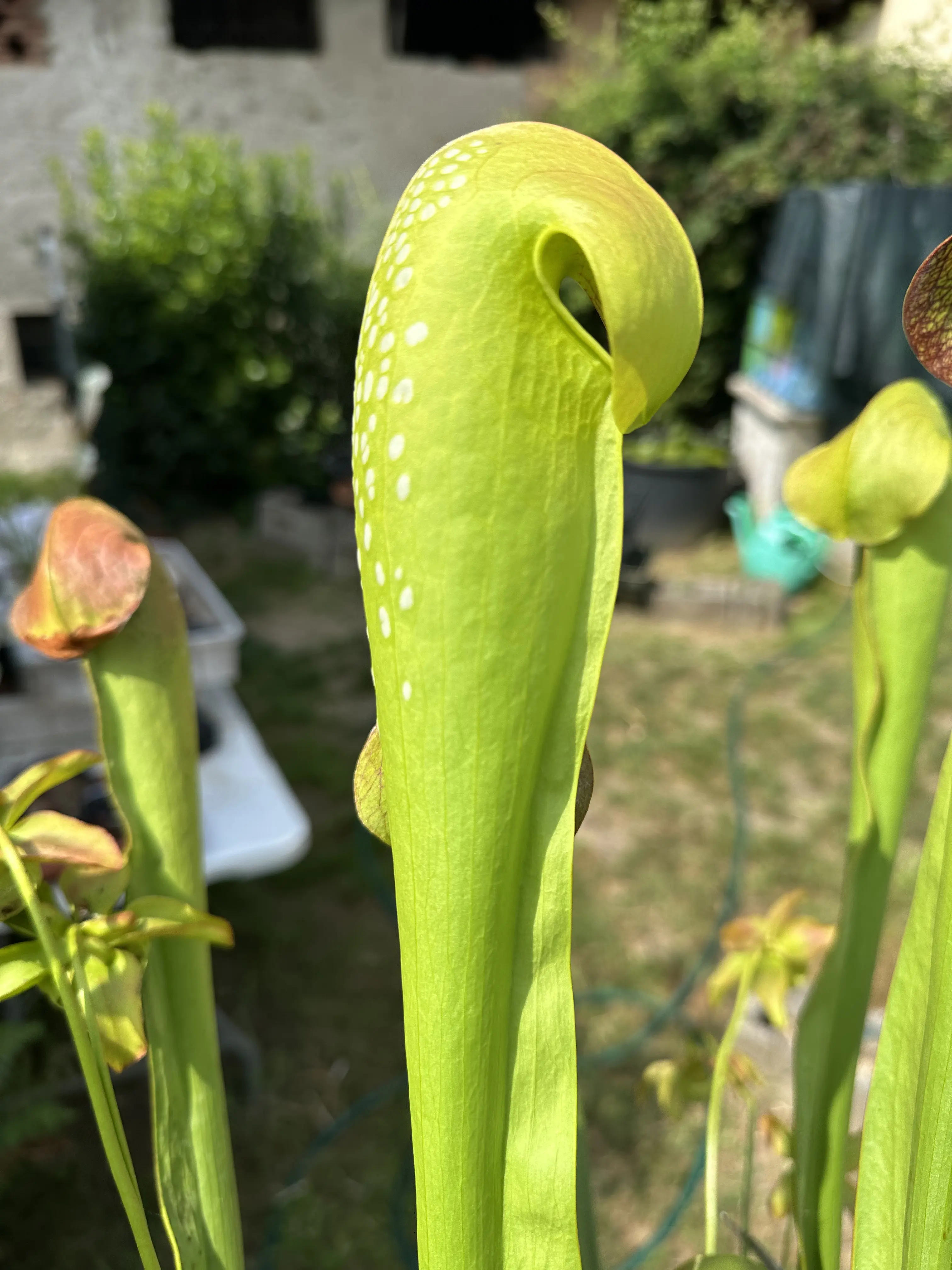 S. minor, var. okefenokeensis giant, clone reputed to reach 4ft