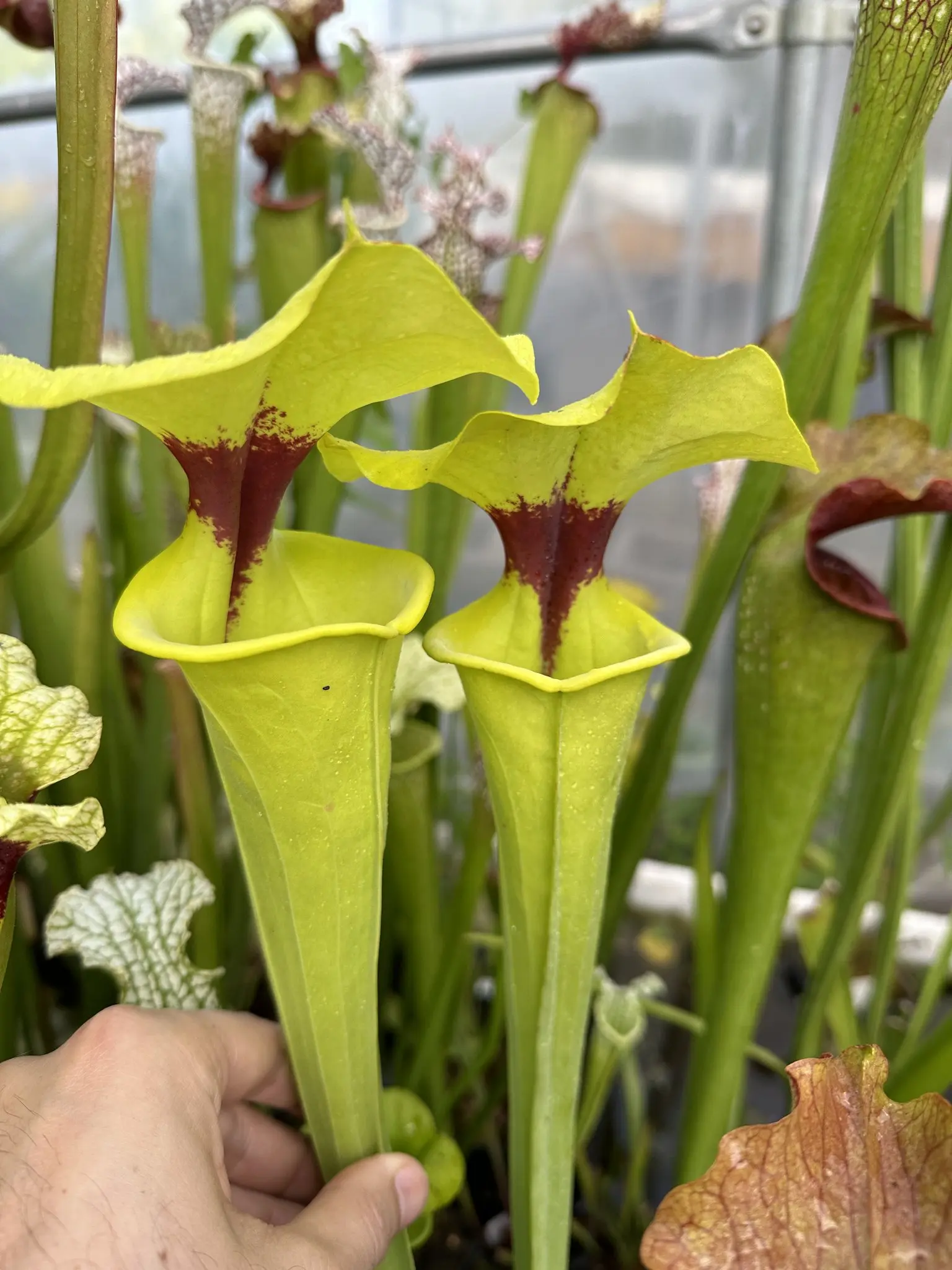 S. flava var. rugelii, "Kimberly"