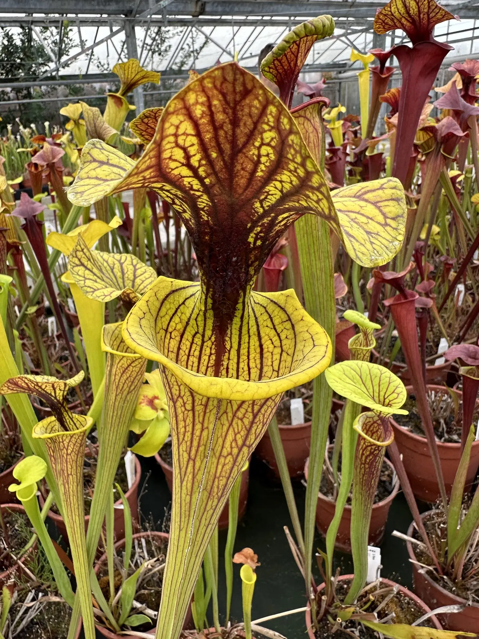 S. flava var. ornata, heavy vein, large lid