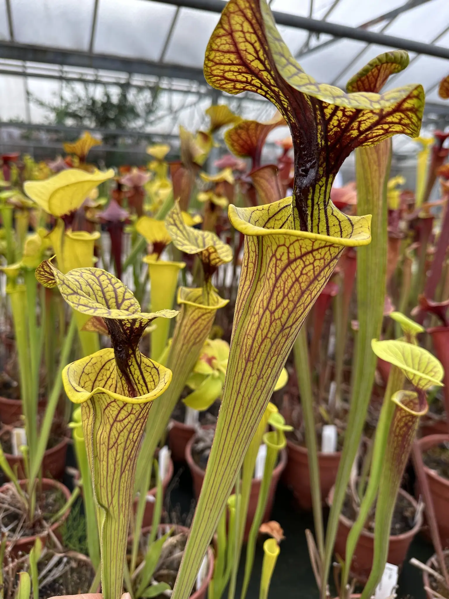 S. flava var. ornata, heavy vein, large lid
