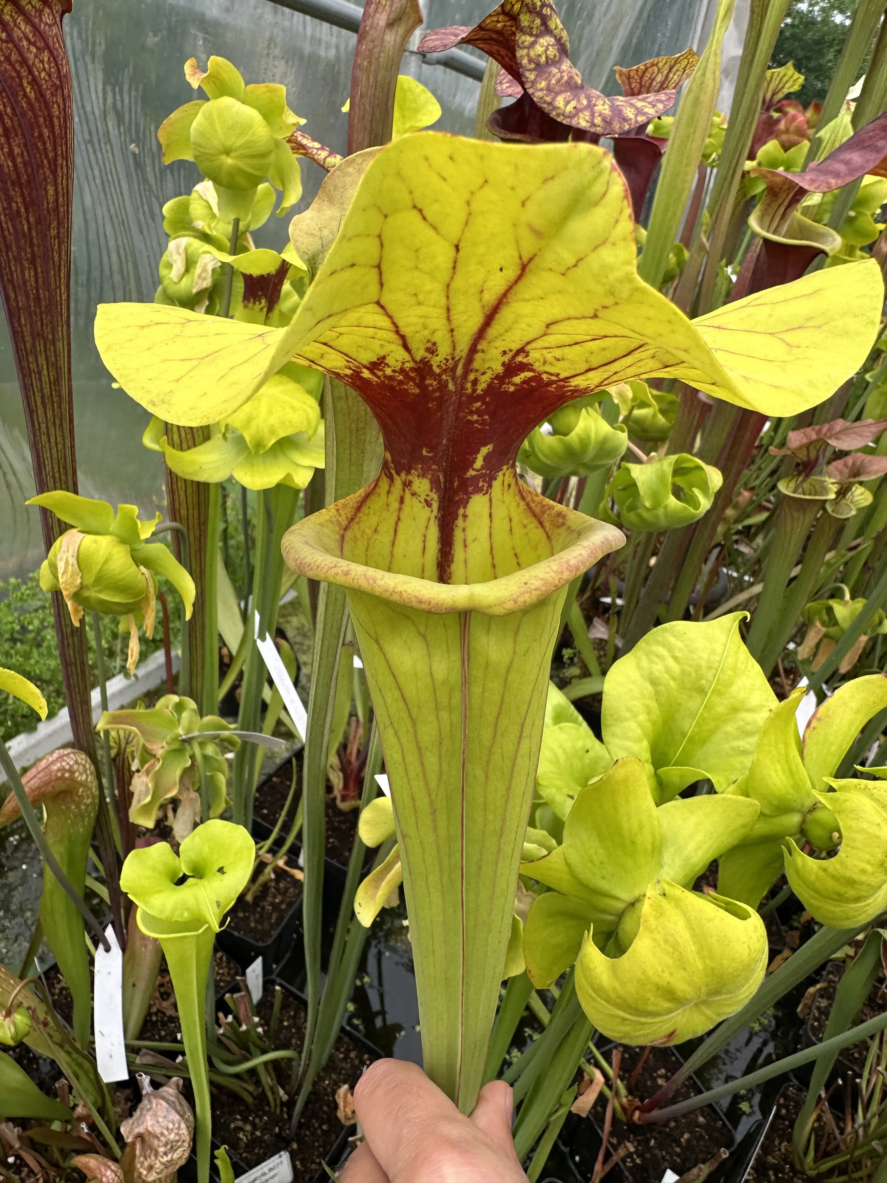 S. flava unknown from Mike Wang