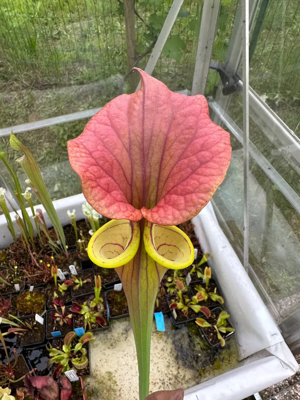 S. flava var. cuprea, "Botanique"