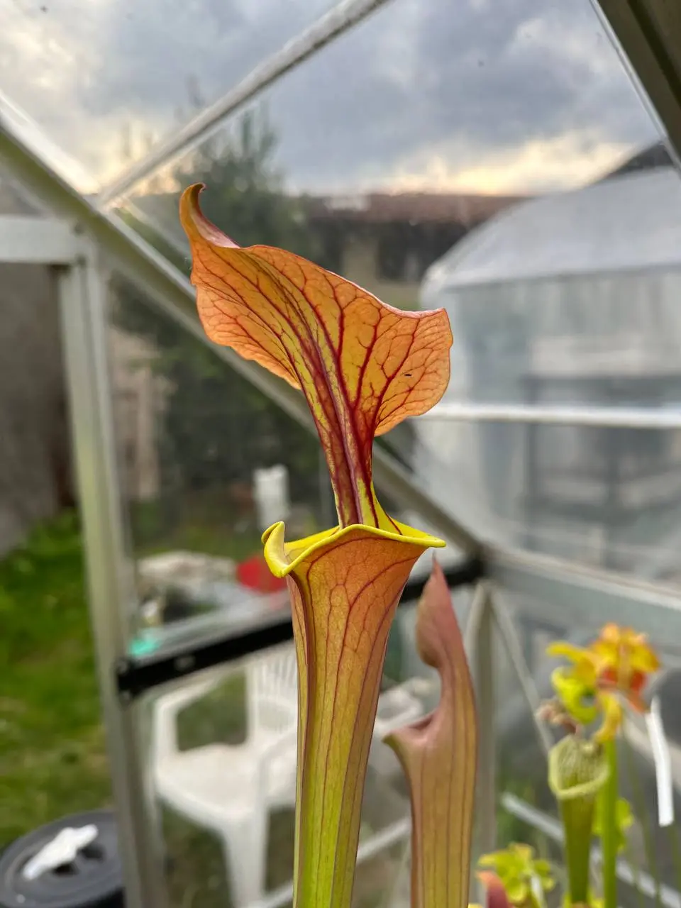 S. flava var. cuprea, "Botanique"