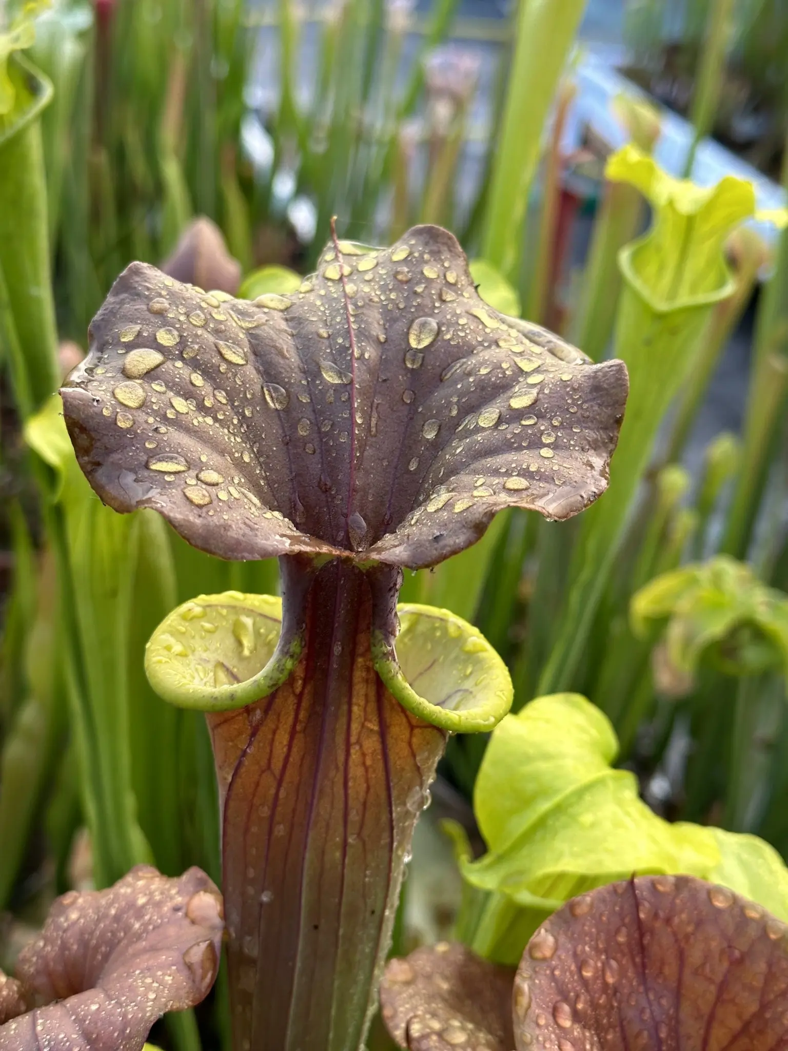 S. flava var. cuprea