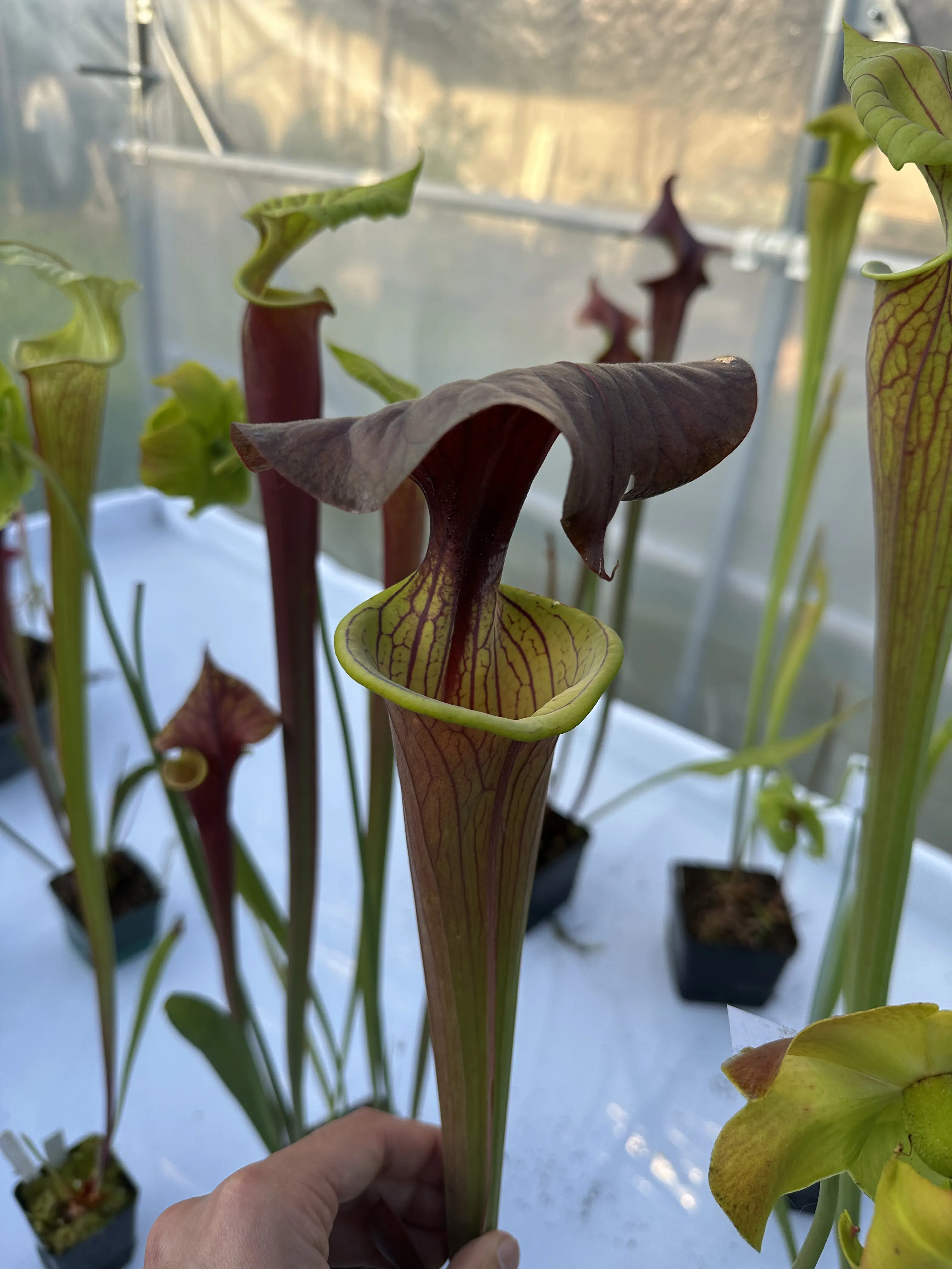 S. flava var. cuprea