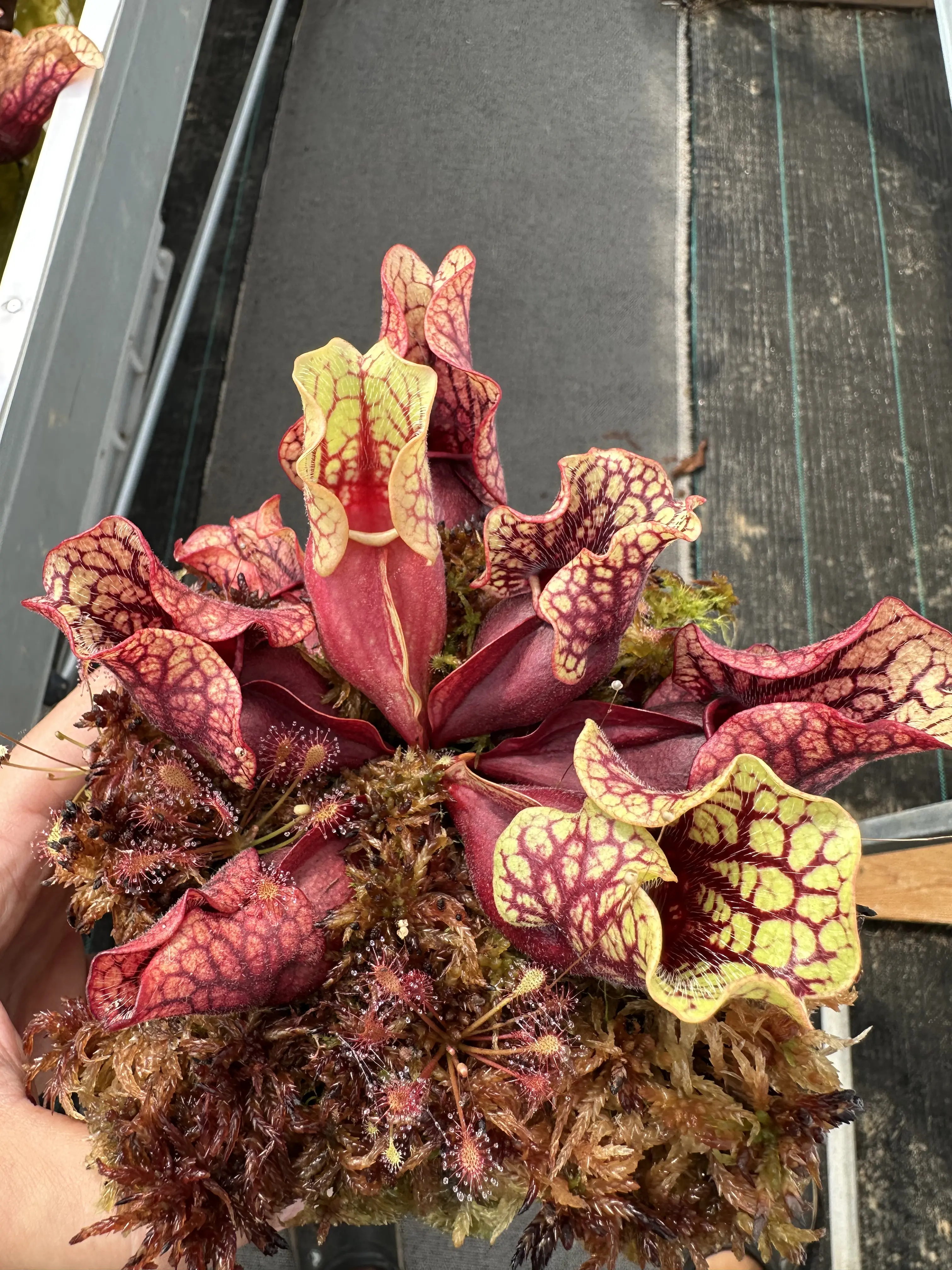 S. purpurea ssp. venosa 'Belly of blood'