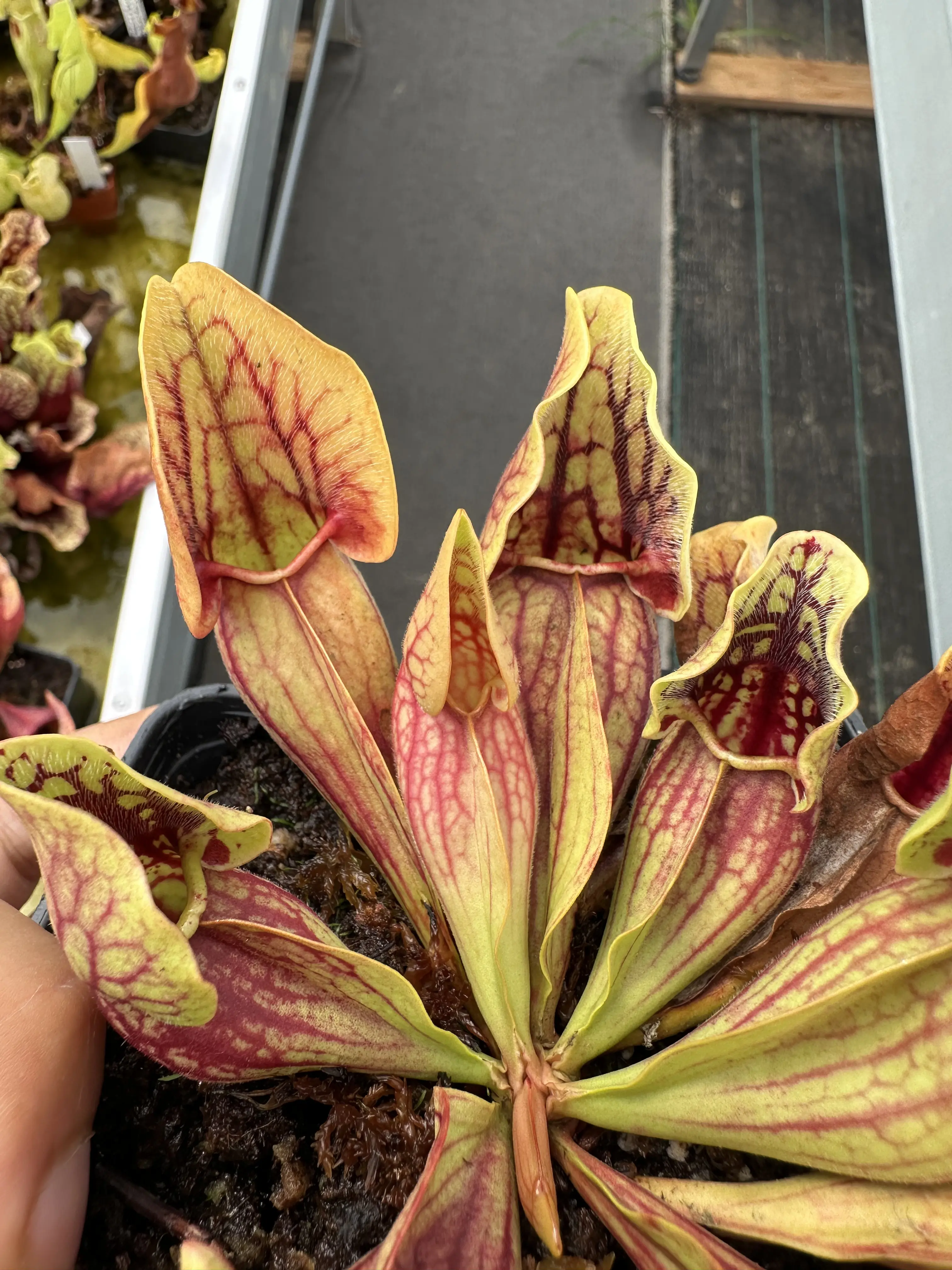 S. purpurea ssp. venosa var. montana