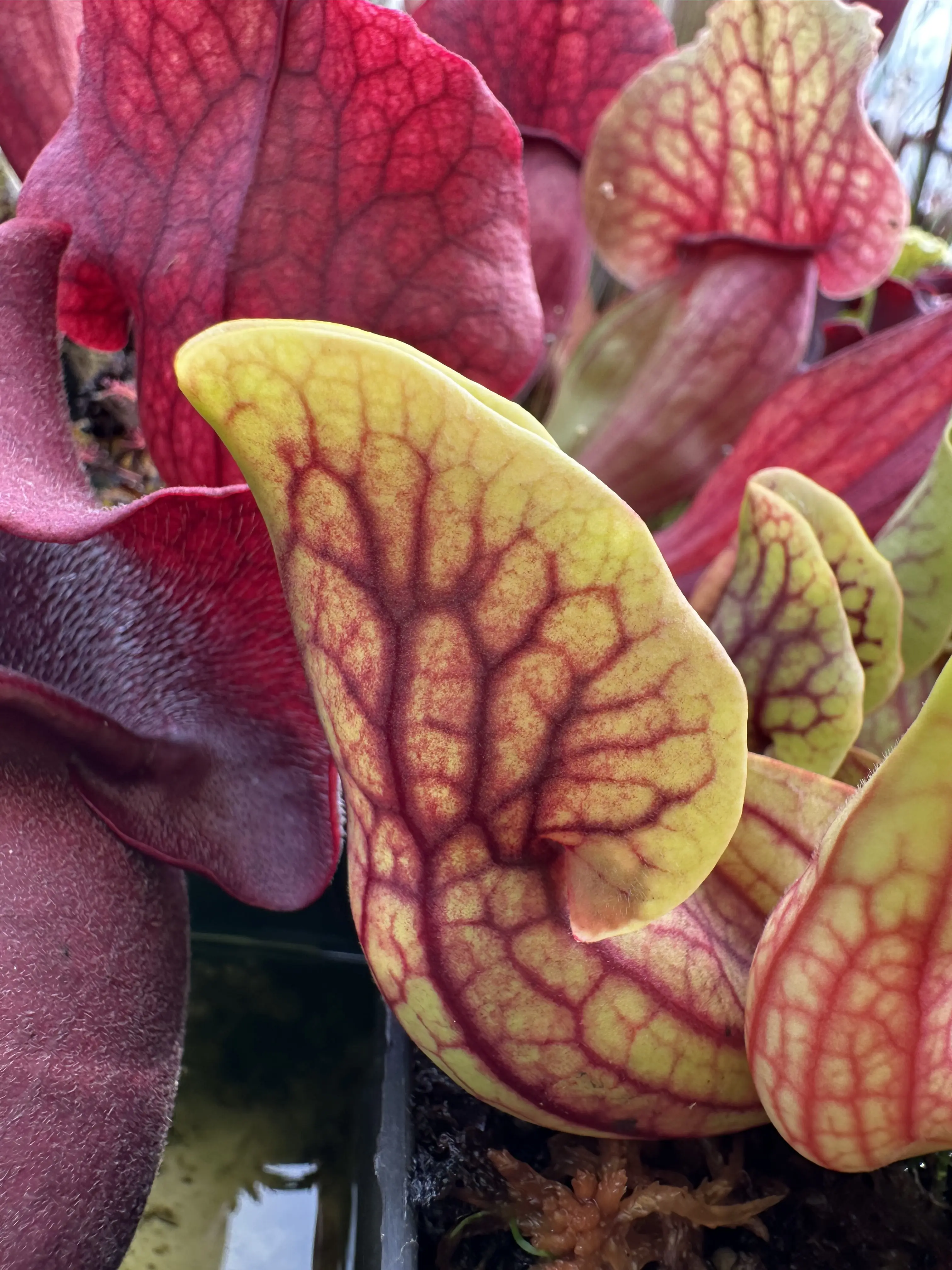 S. purpurea ssp. venosa var. montana