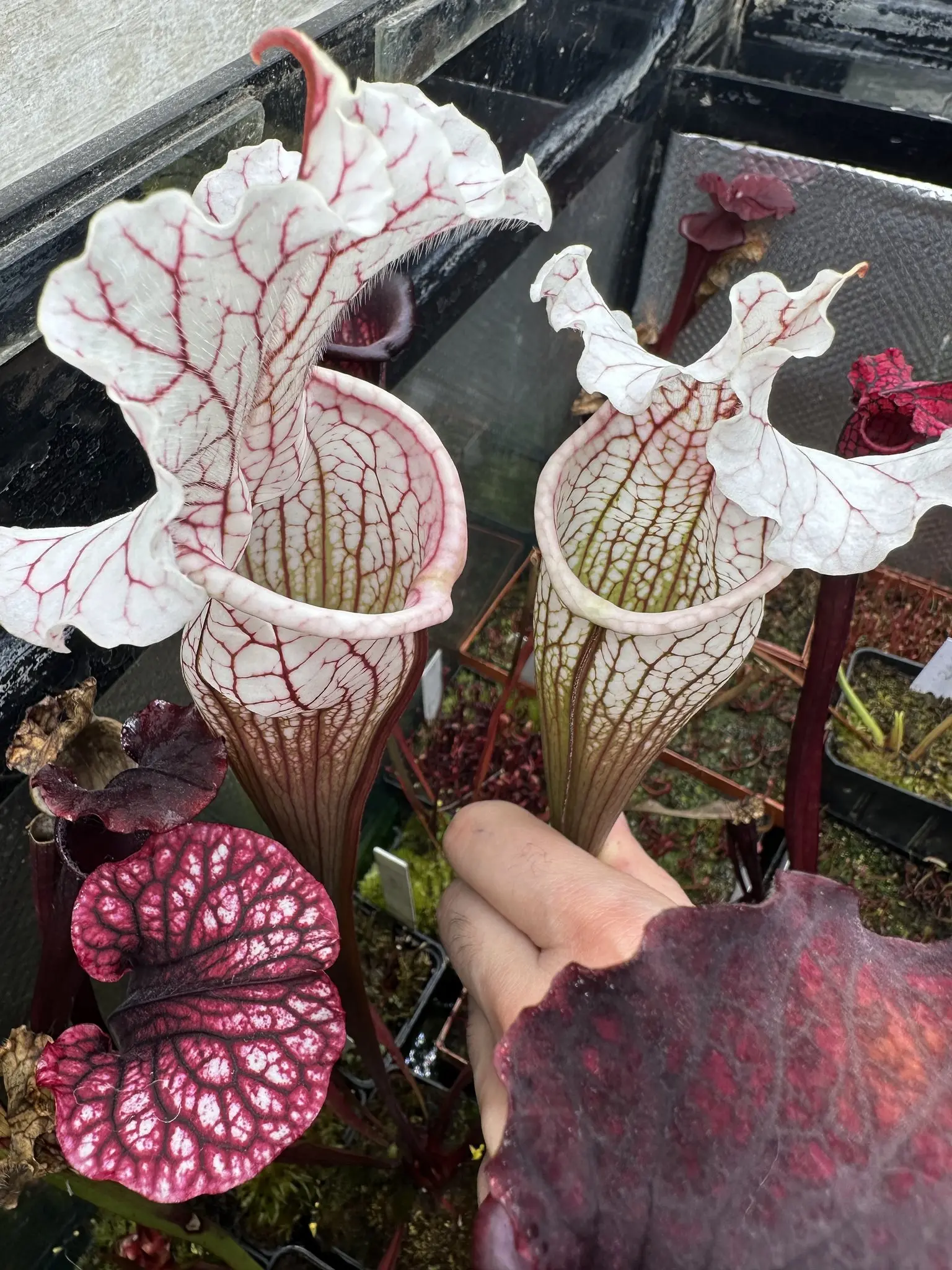 S. x "Lighting Thief "