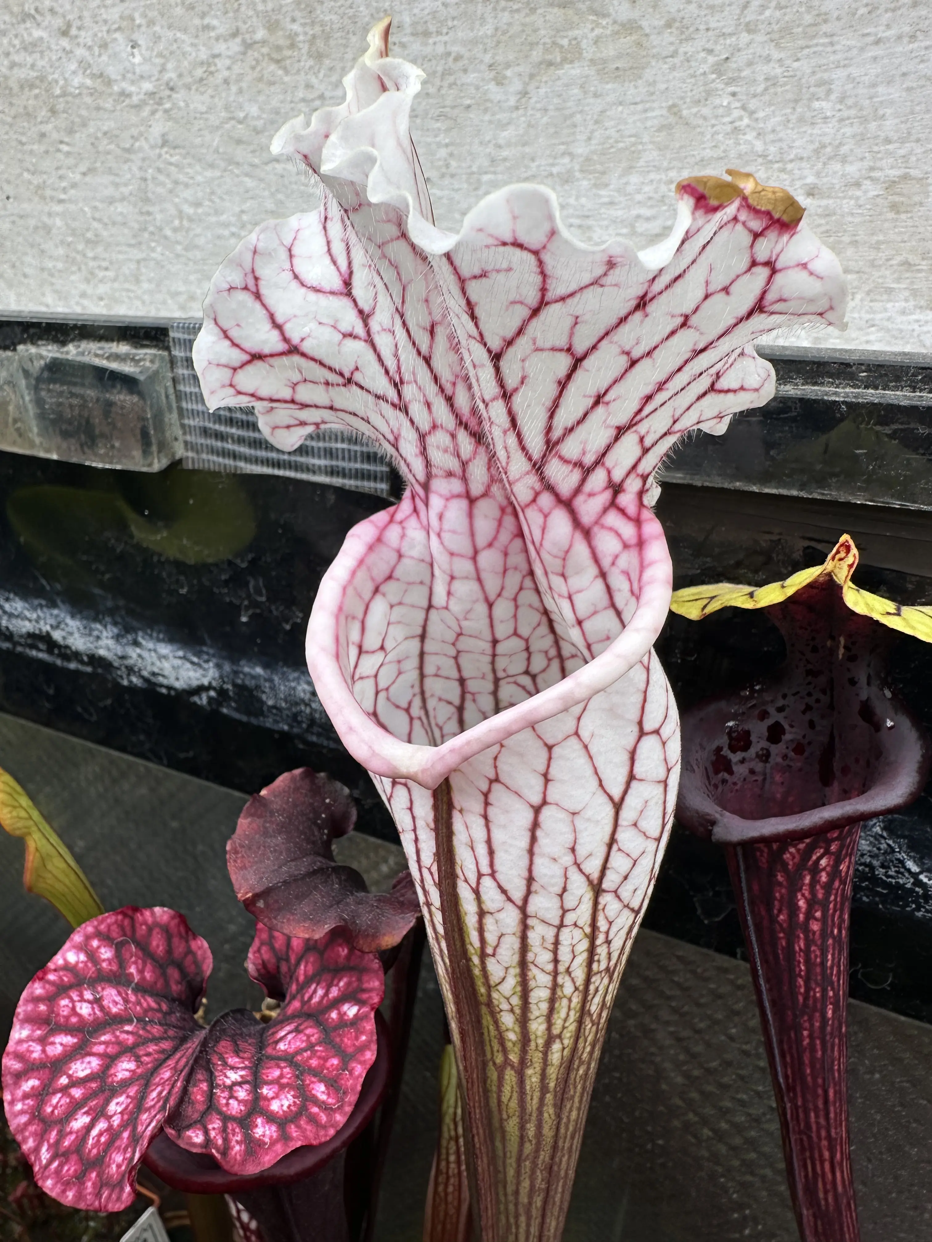 S. x "Lighting Thief "