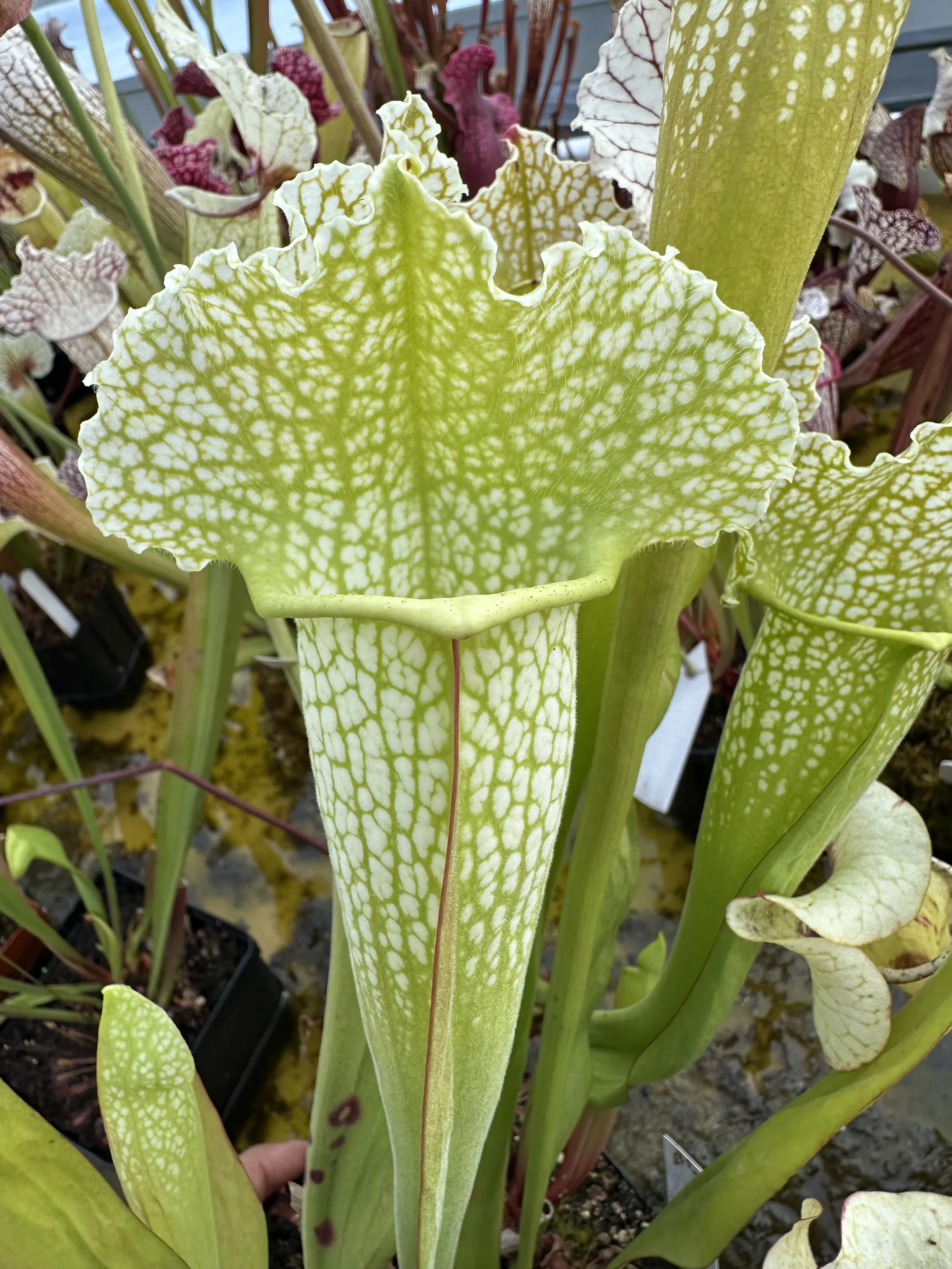 S. x mitchelliana green and white form