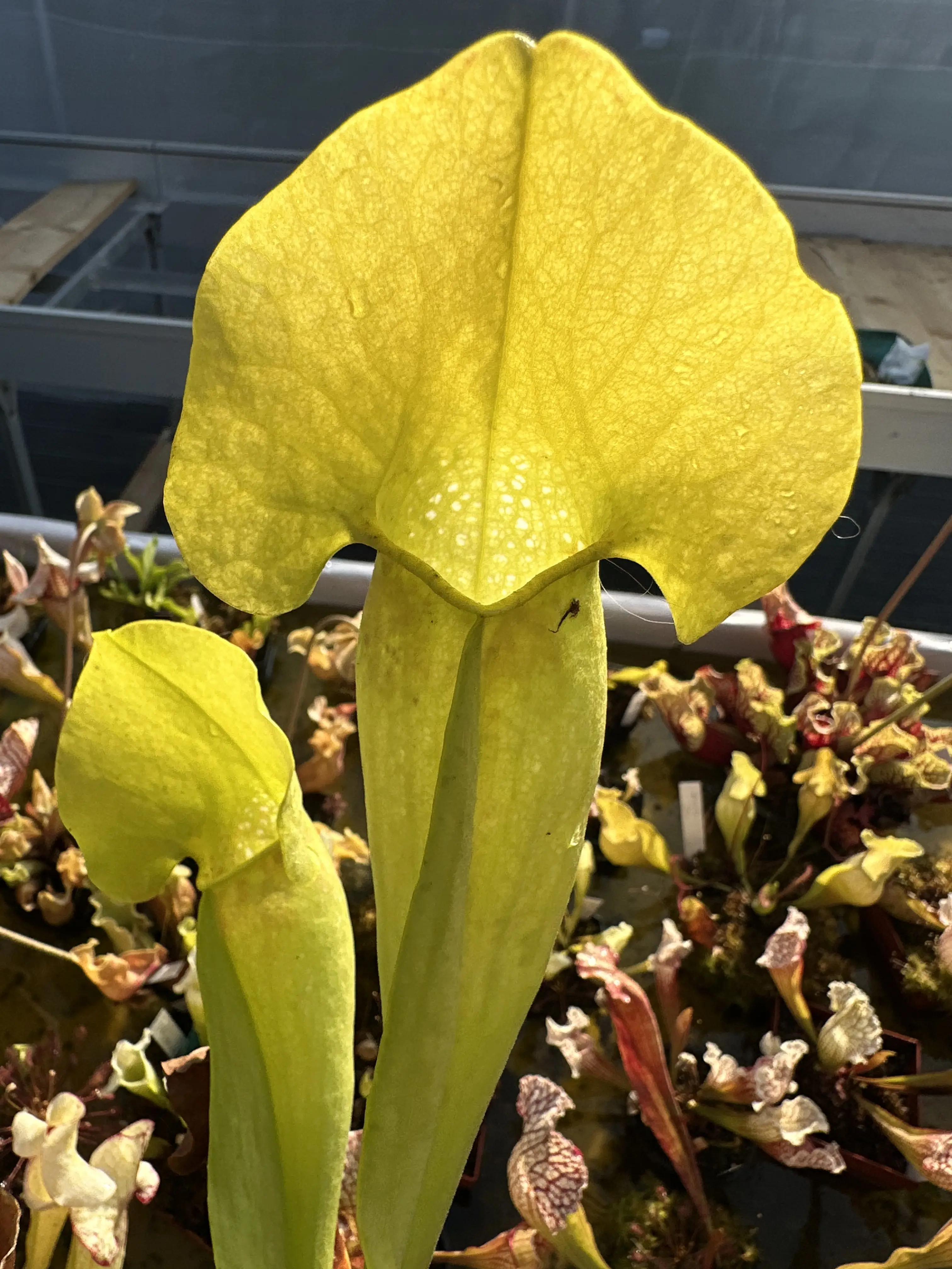 S. x swaniana, "Dome" anthocyanin free hybrid