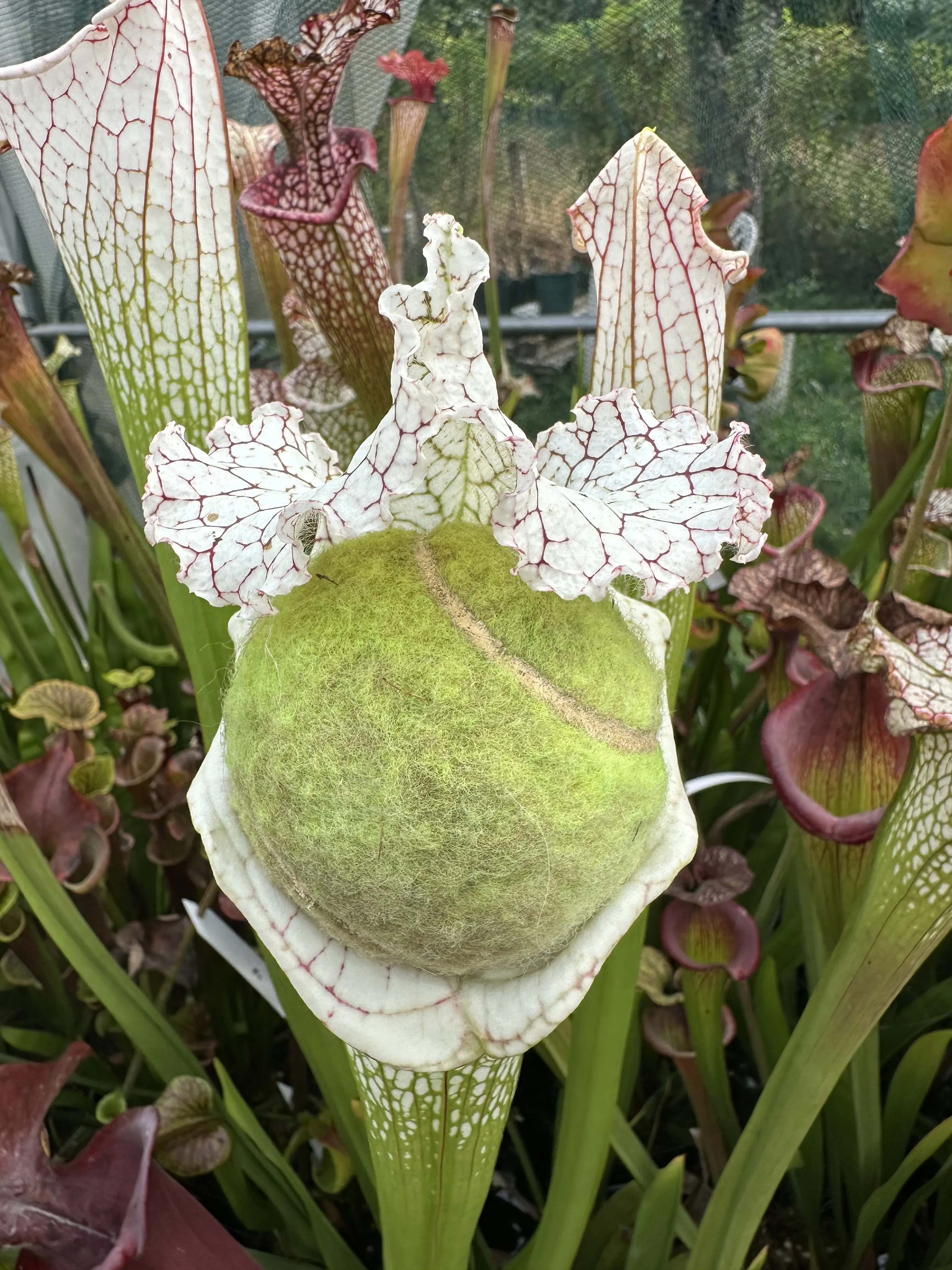 S. leucophylla 'White beast'