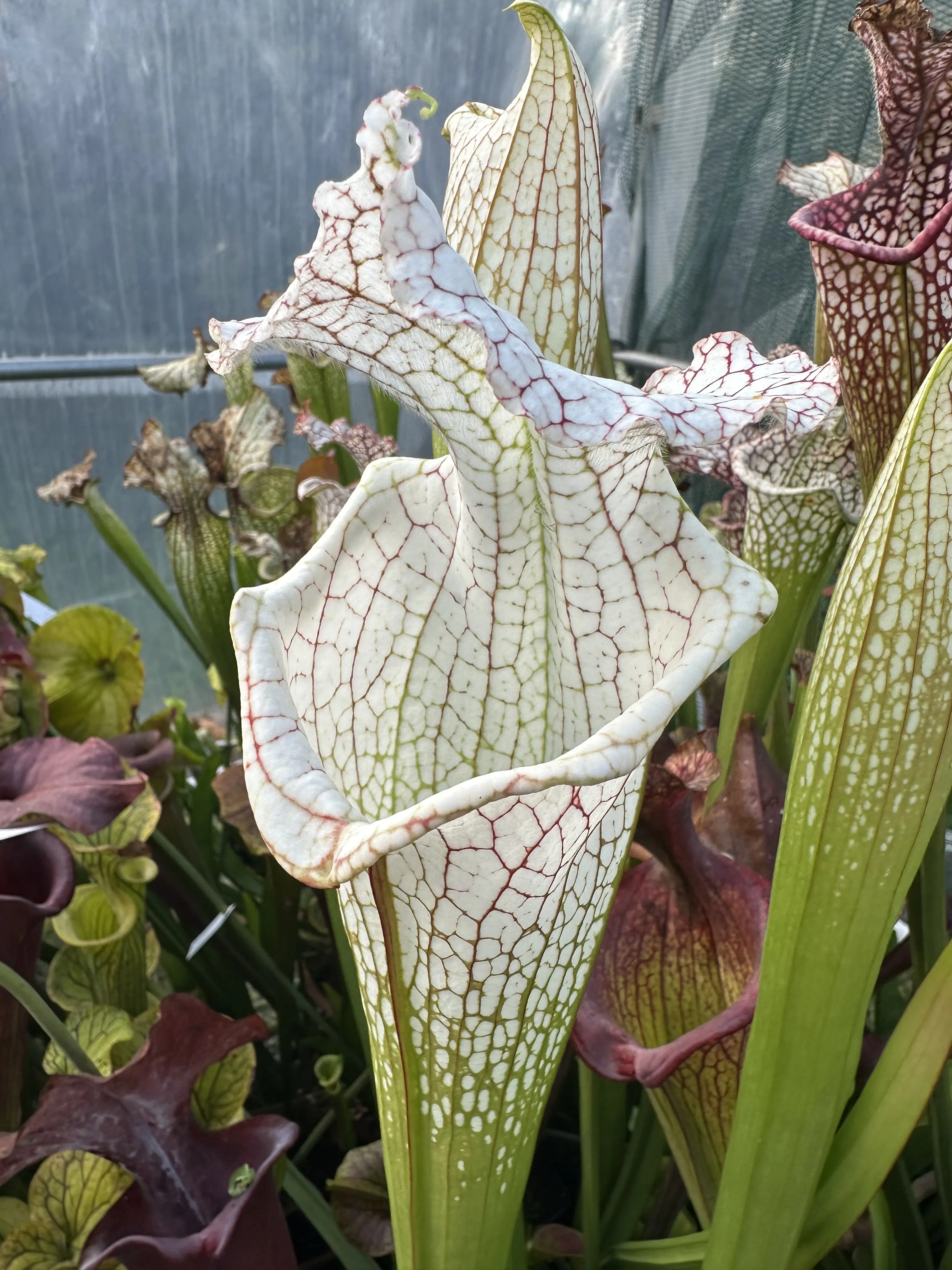 S. leucophylla 'White beast'
