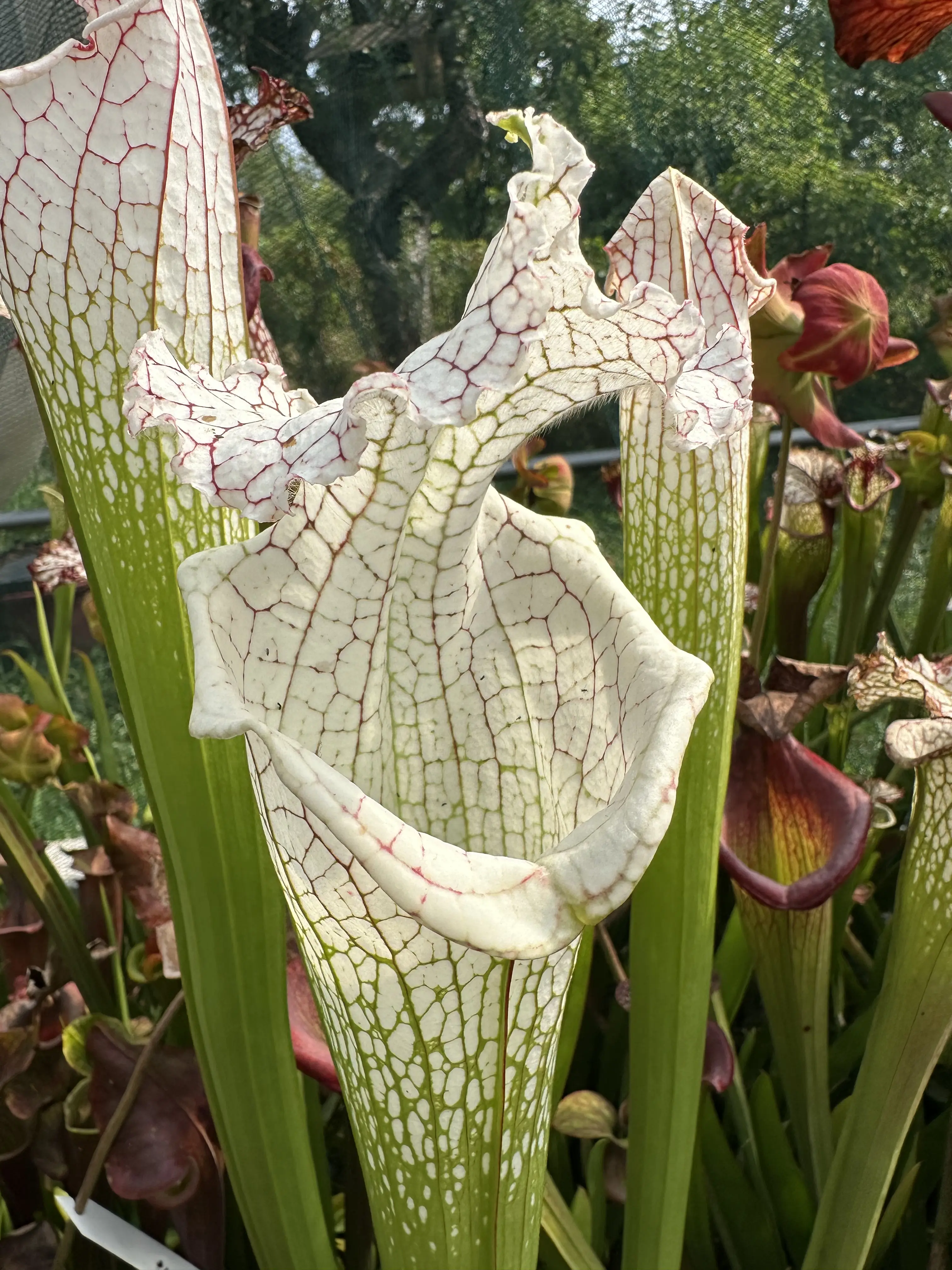 S. leucophylla 'White beast'