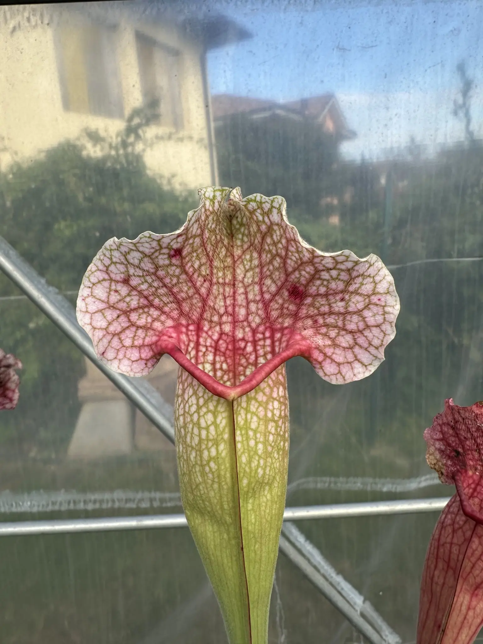 S. x mitchelliana, giant