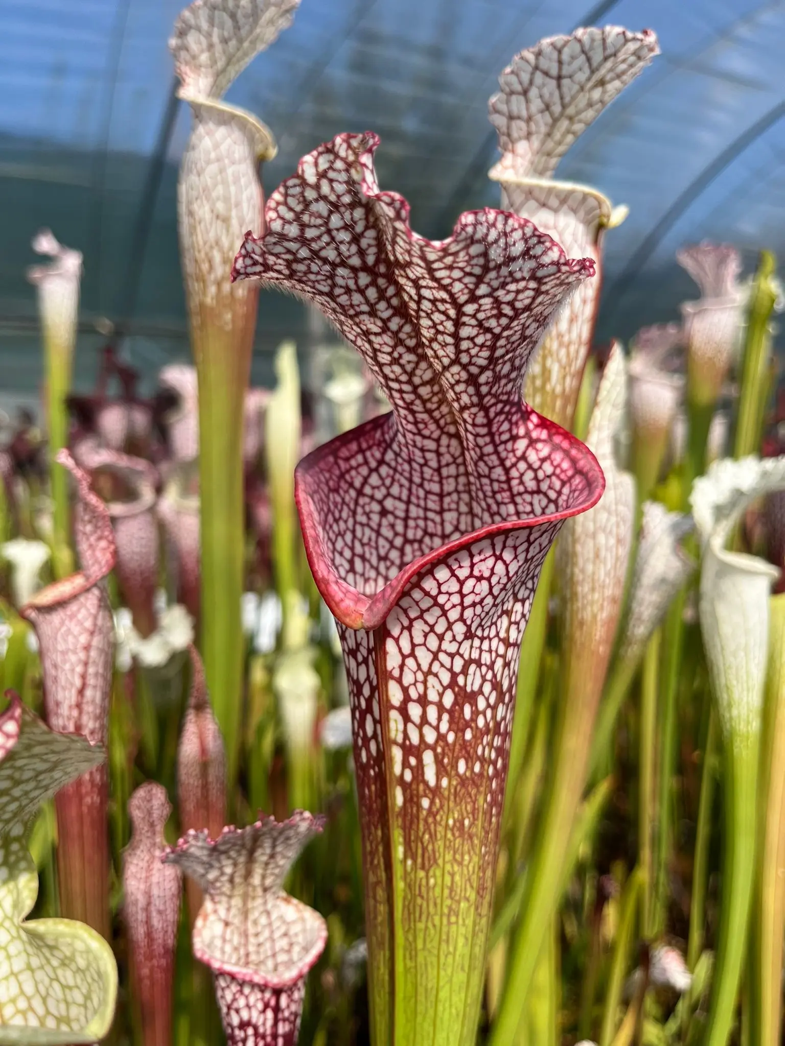 S. leucophylla Wilkerson's Red Rocket imposter