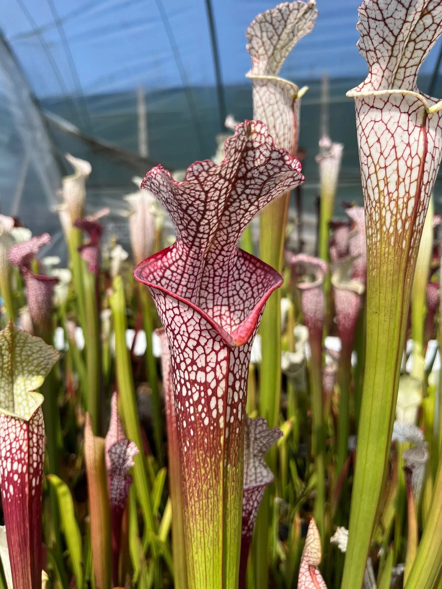 S. leucophylla Wilkerson's Red Rocket imposter