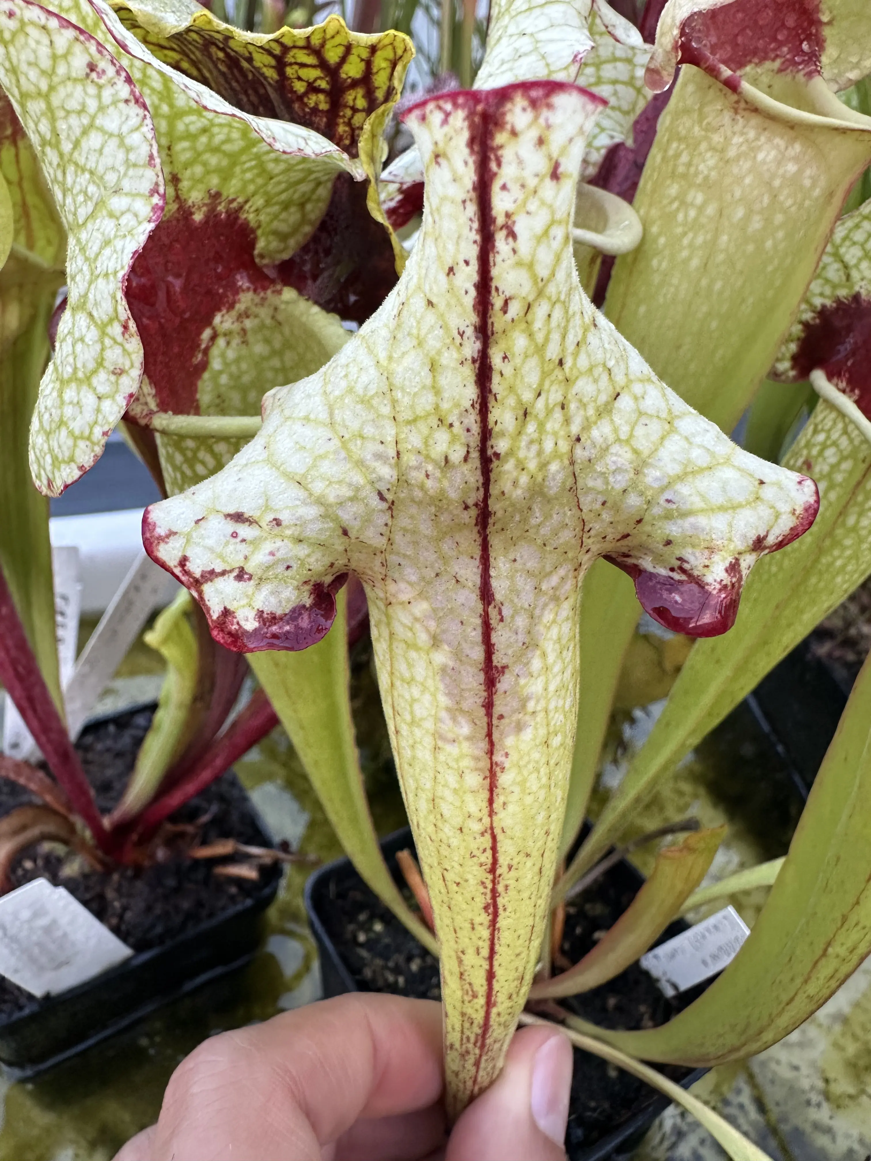 S. x ('Sorrow') x ((Leah  x ads) clone A ) selection 