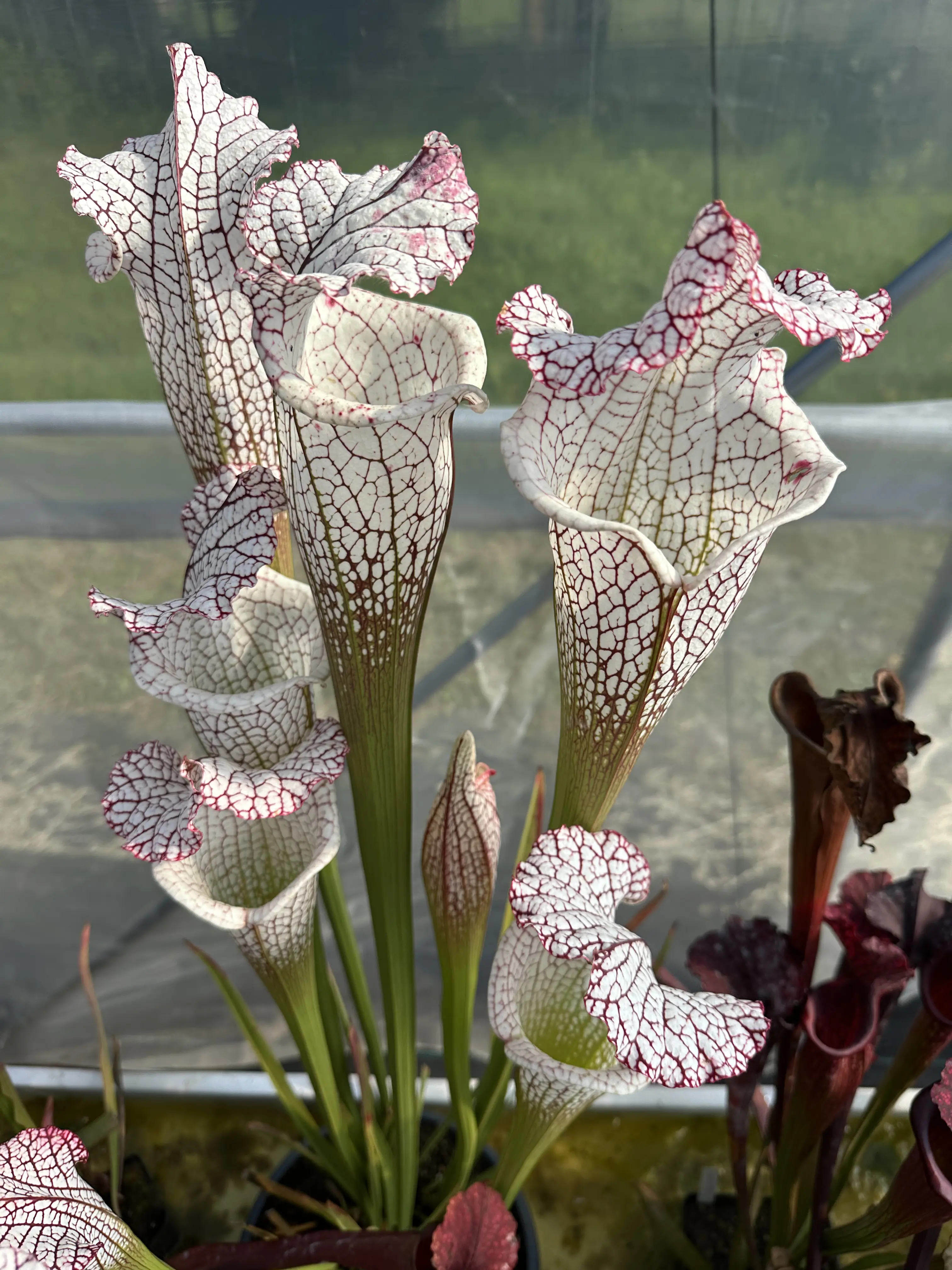 S. leucophylla "Frostbane", giant