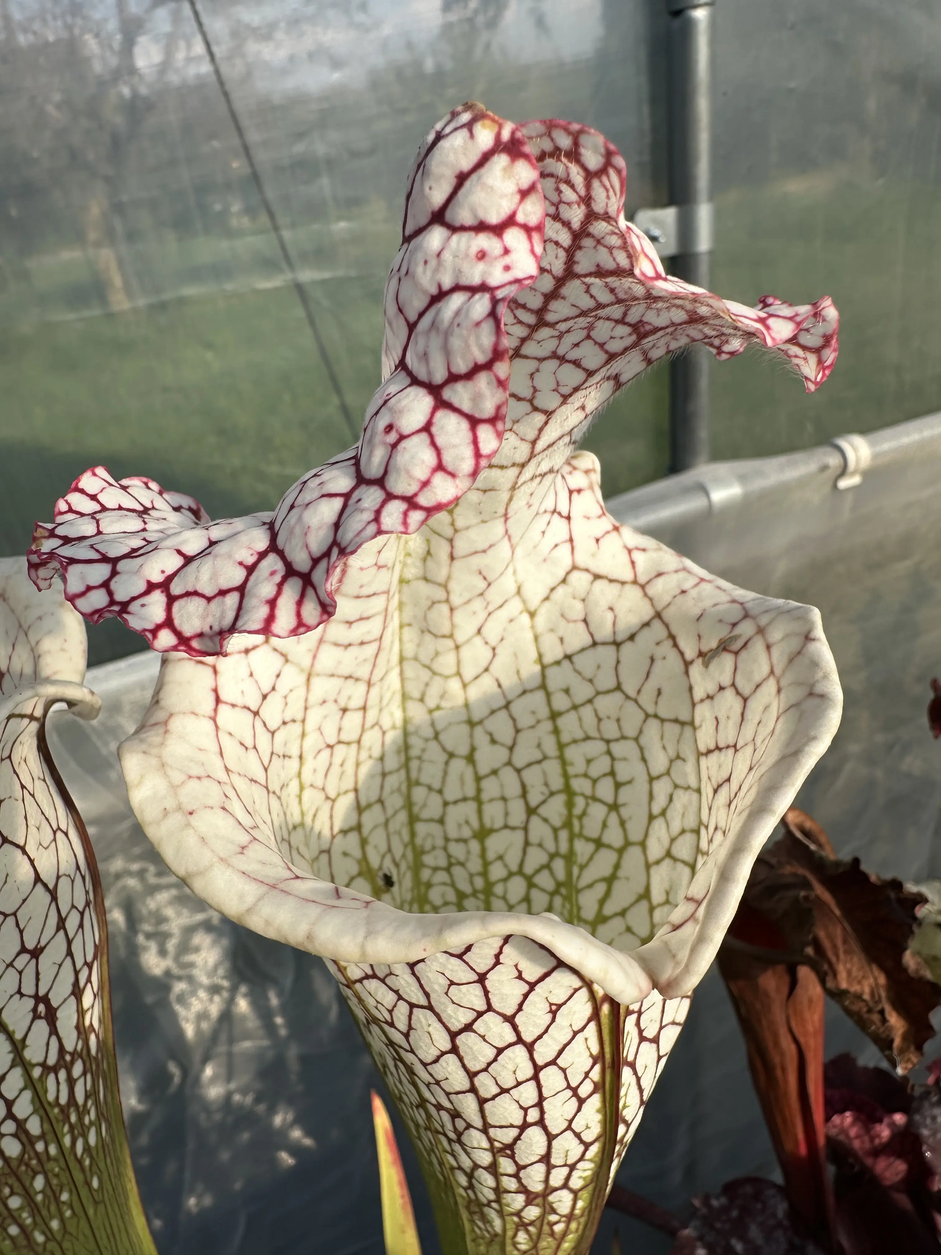 S. leucophylla "Frostbane", giant