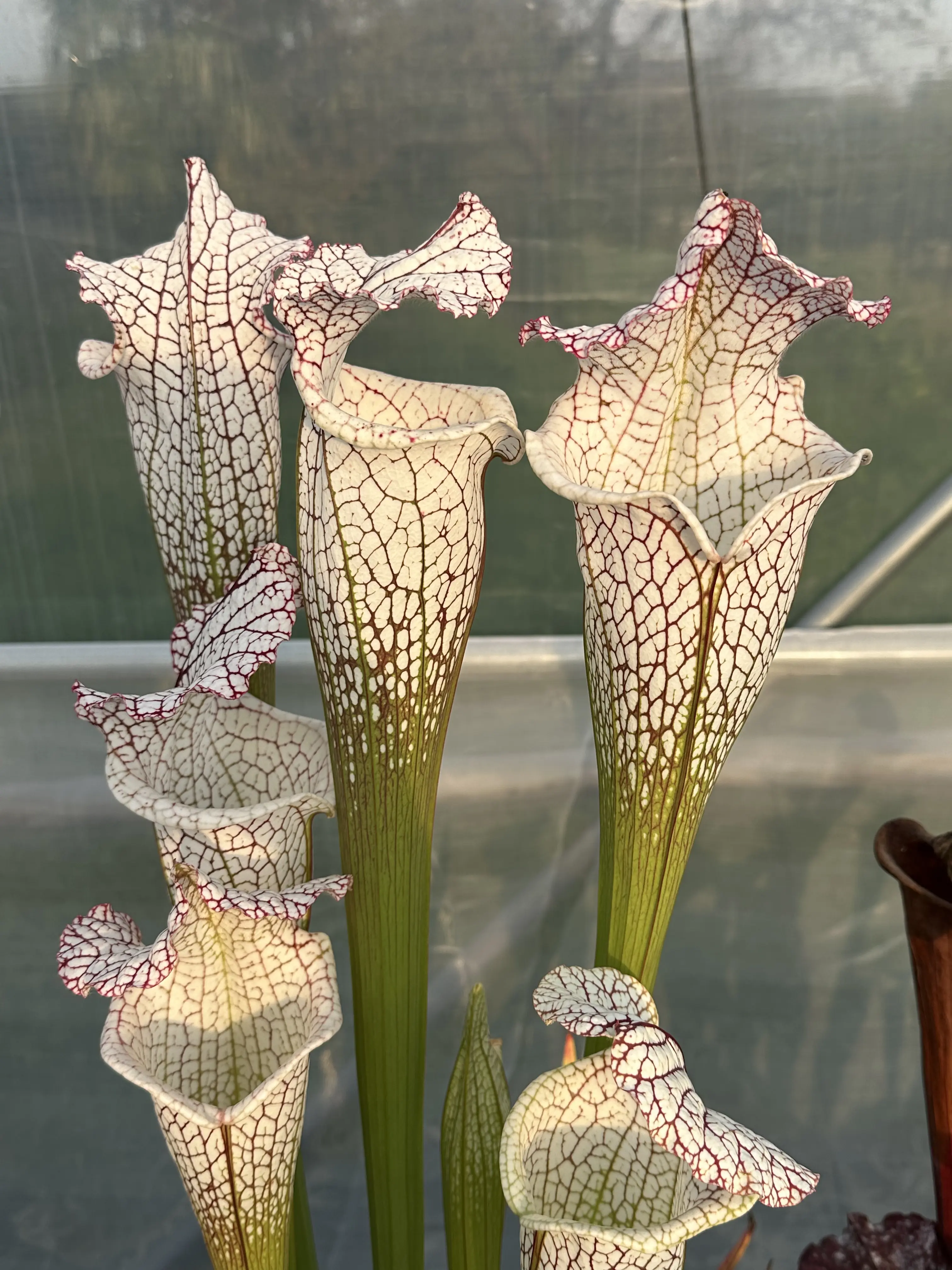 S. leucophylla "Frostbane", giant