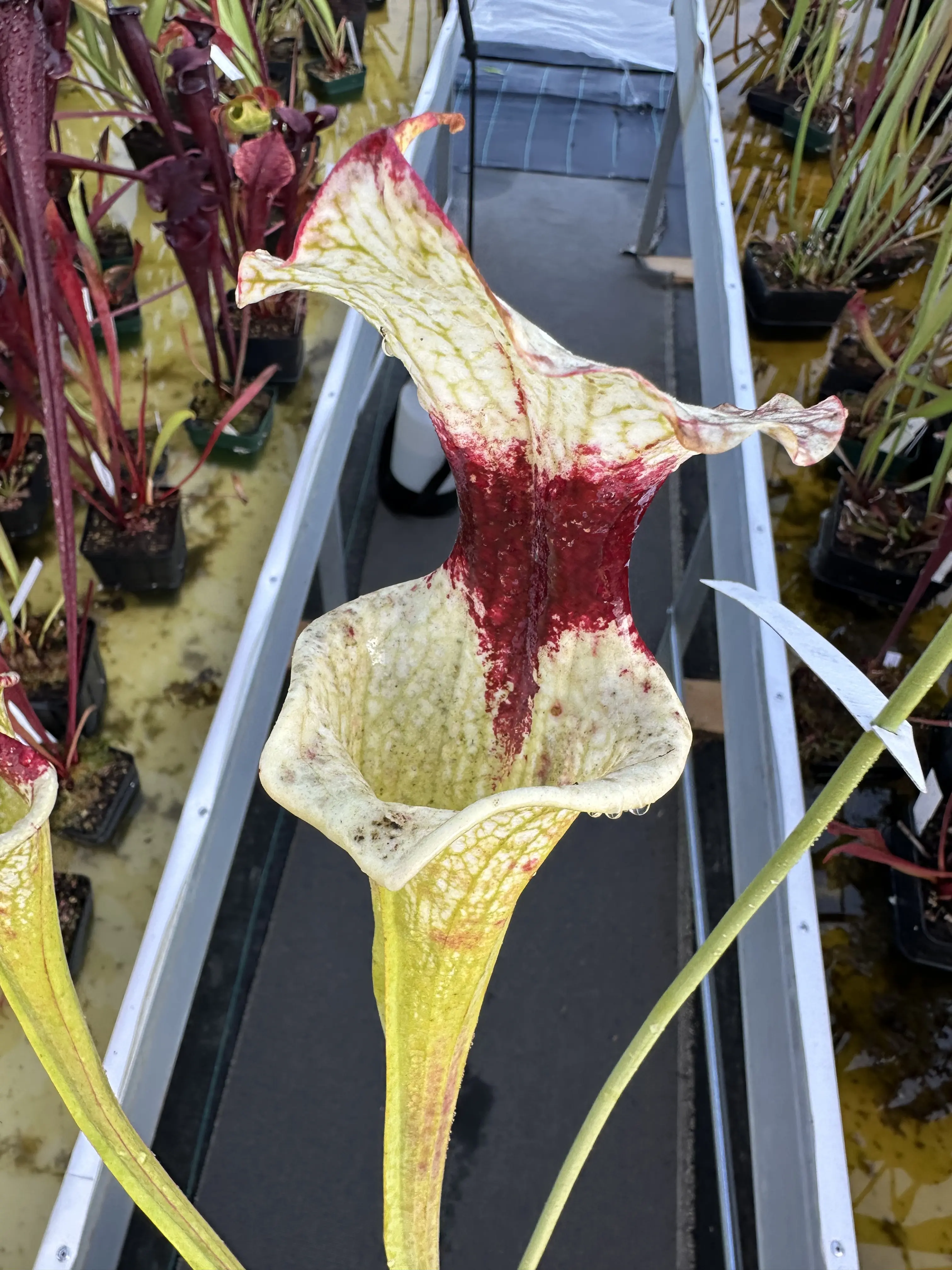 S. 'Leah Wilkerson' x 'Adrian Slack', clone A