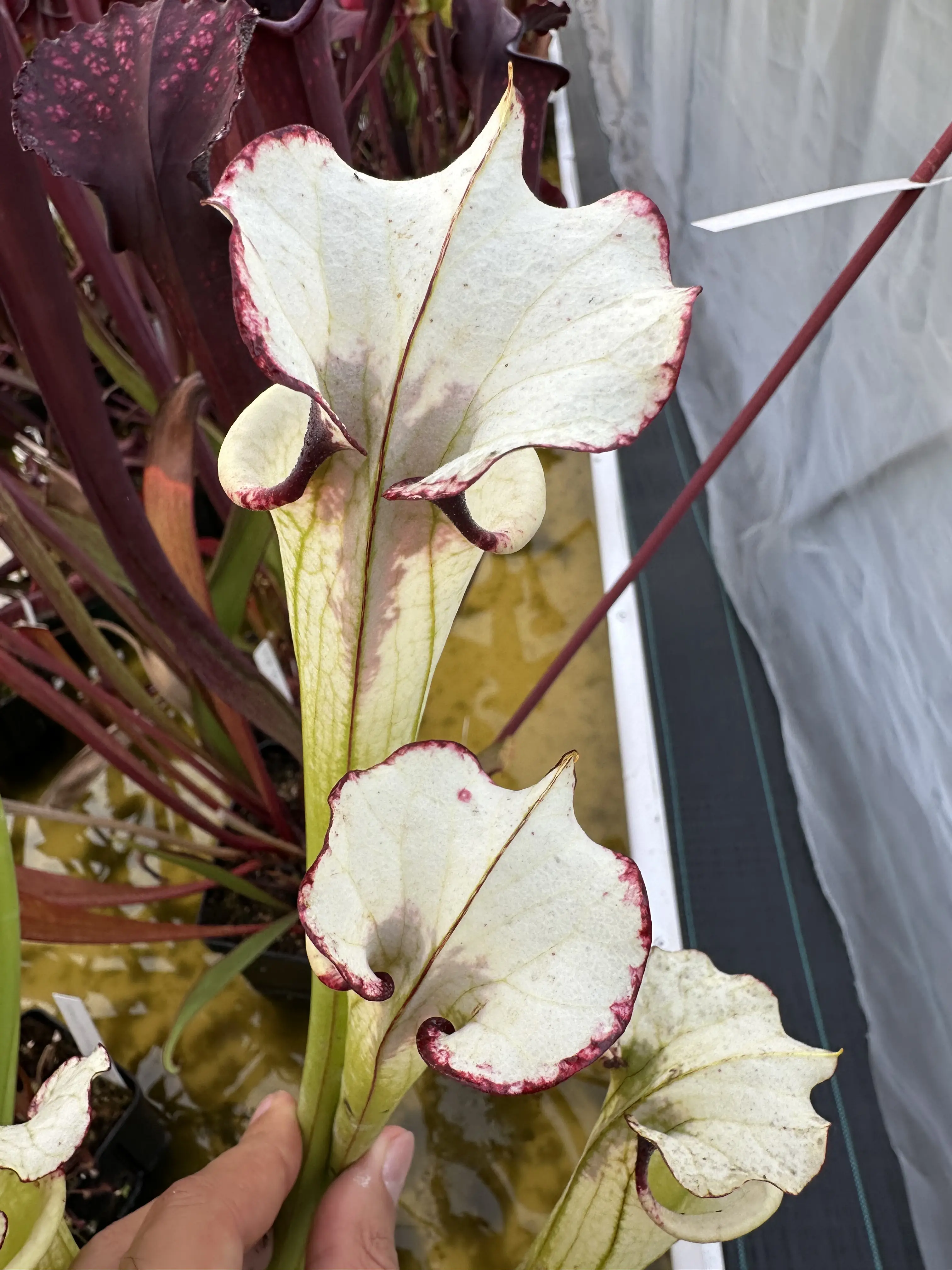 S. 'Leah Wilkerson' x 'Adrian Slack', selected