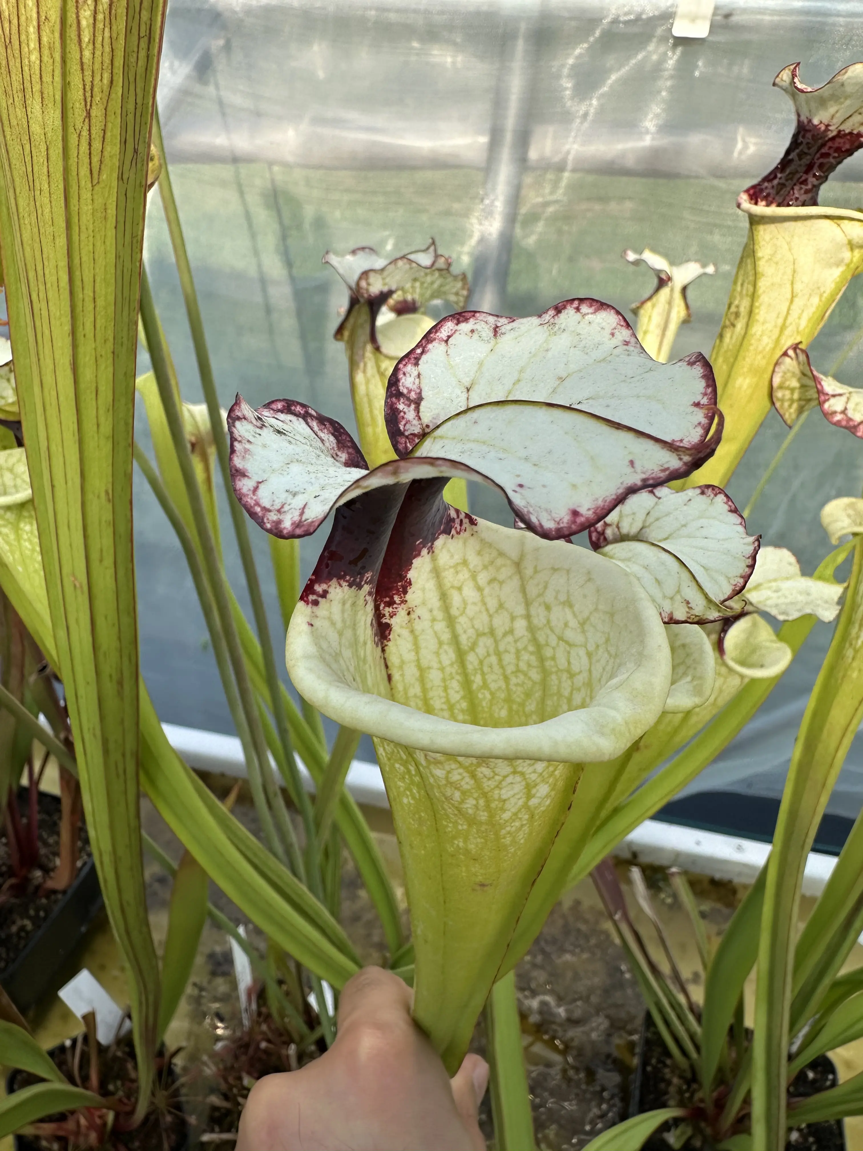 S. 'Leah Wilkerson' x 'Adrian Slack', selected