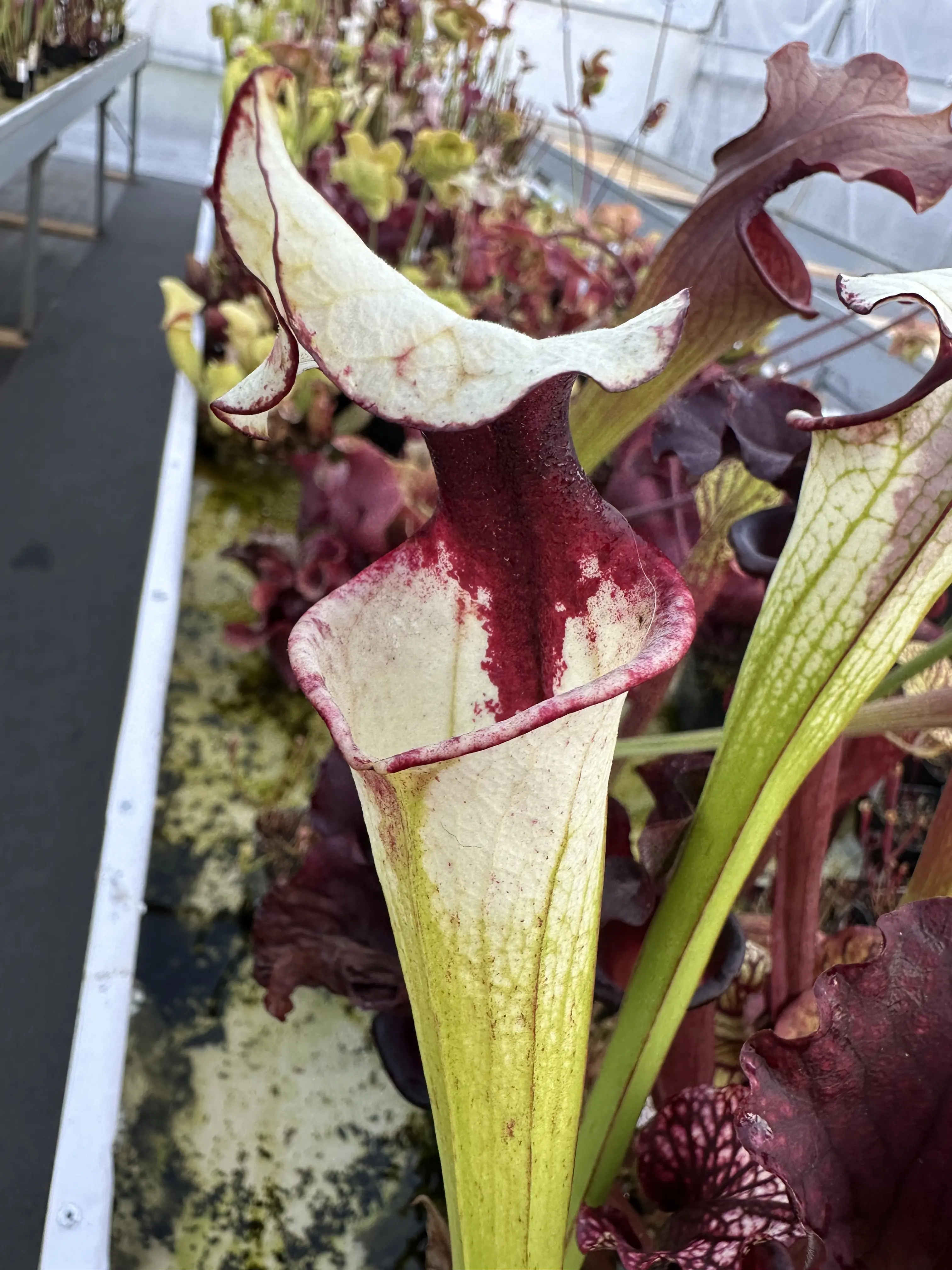 S. x "Pennywise"- working name