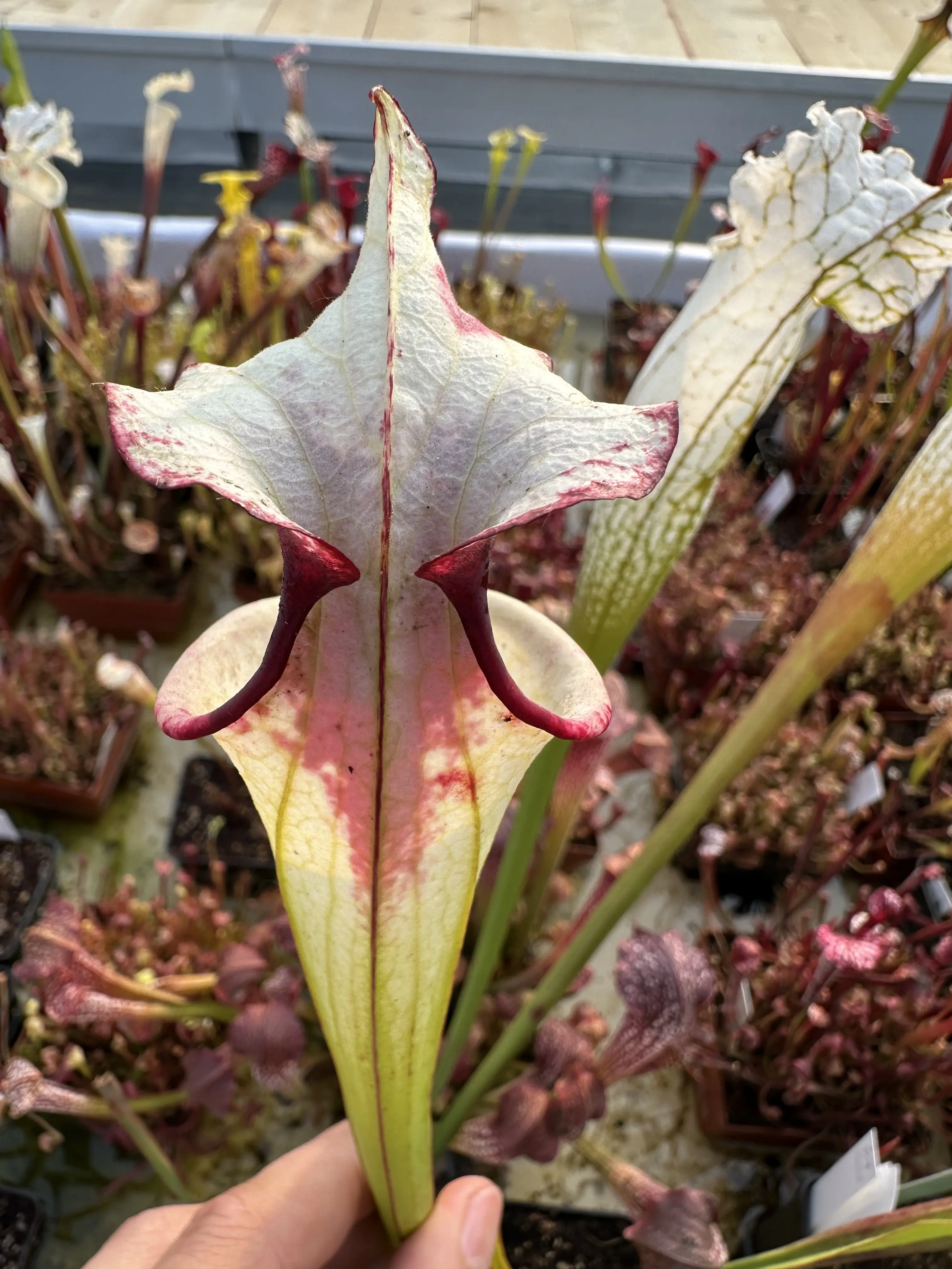 S. x "Pennywise"- working name